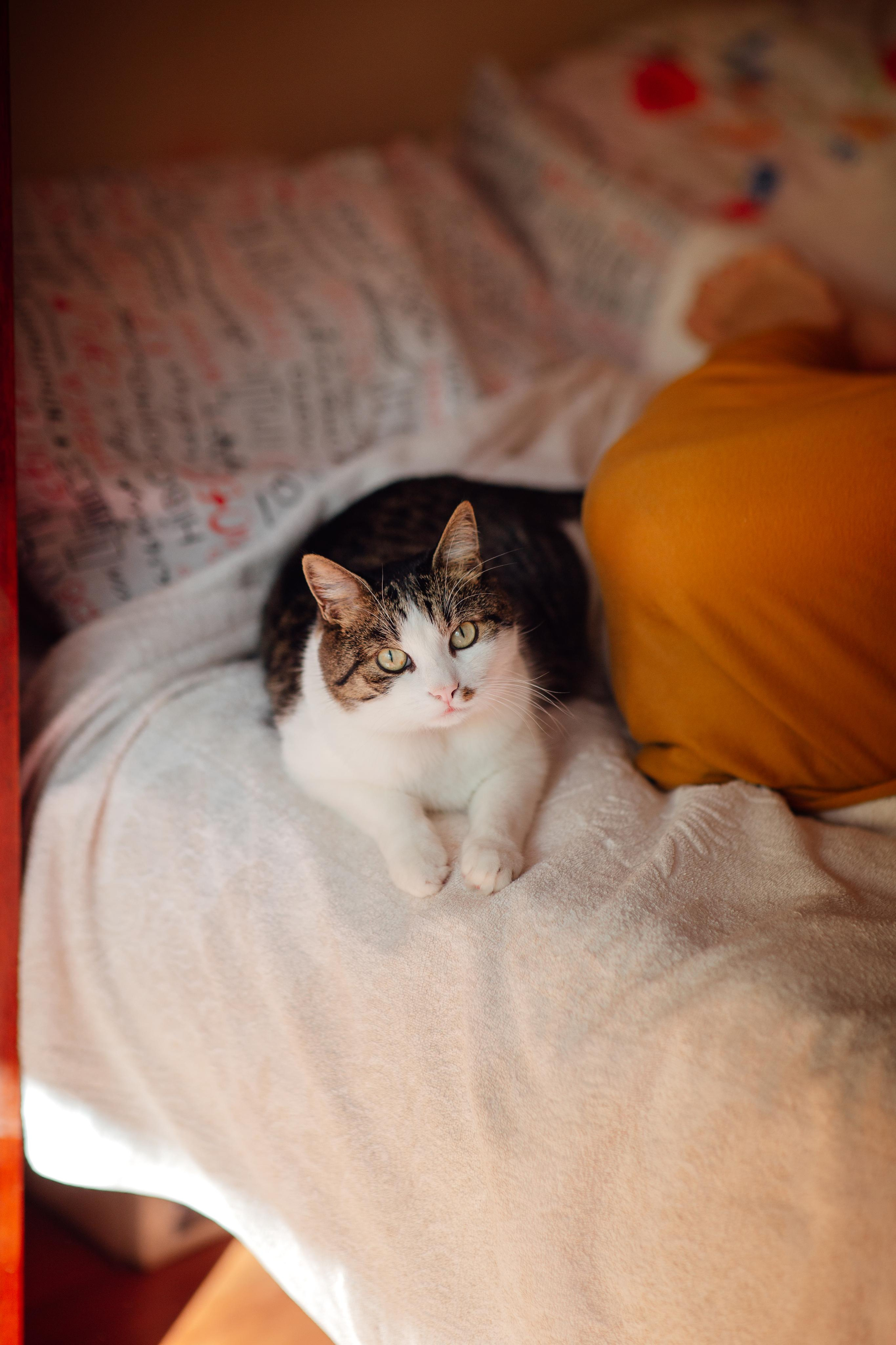 Домашняя, осенняя, 21