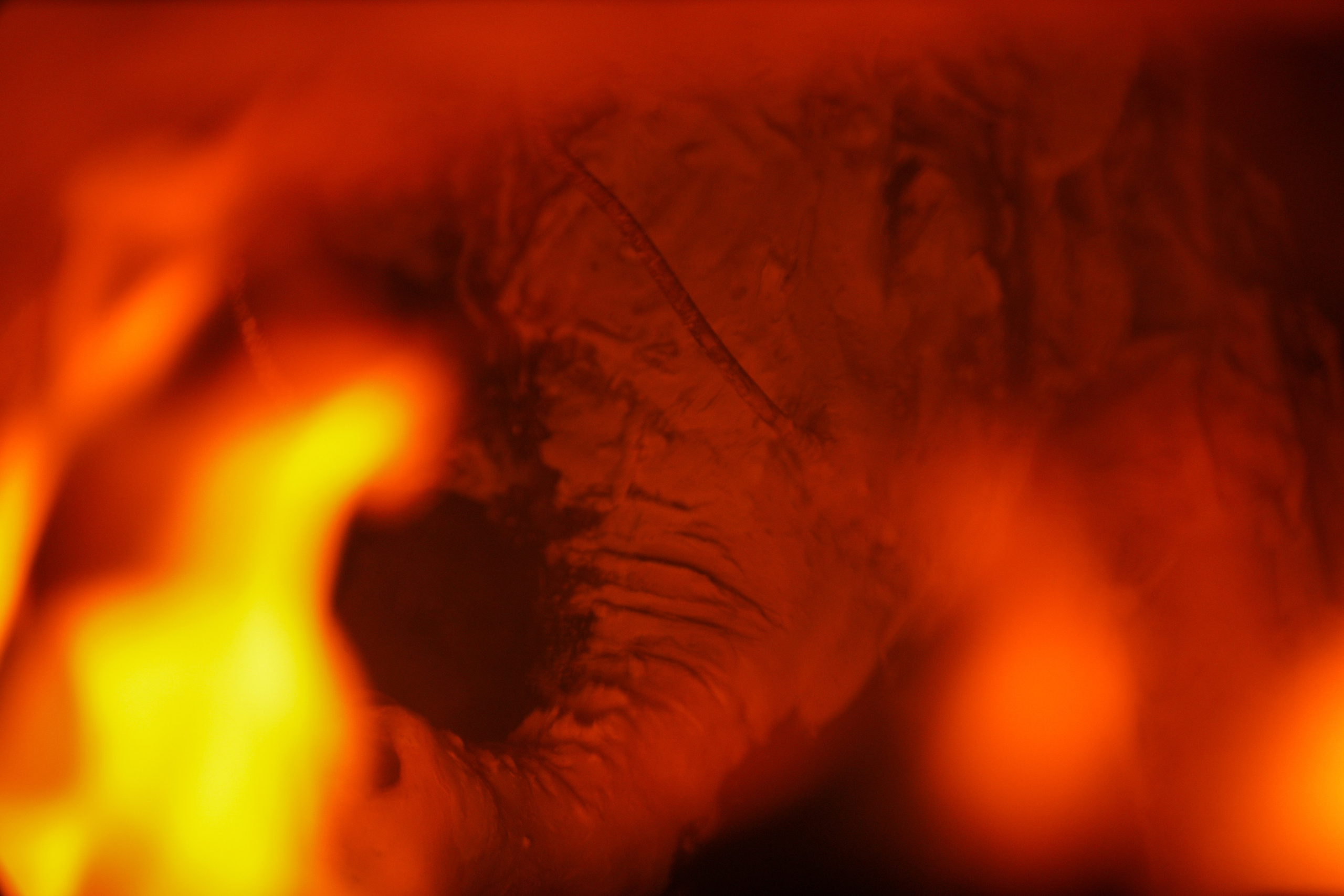 Wild fire 2024 — Дикий огонь 2024