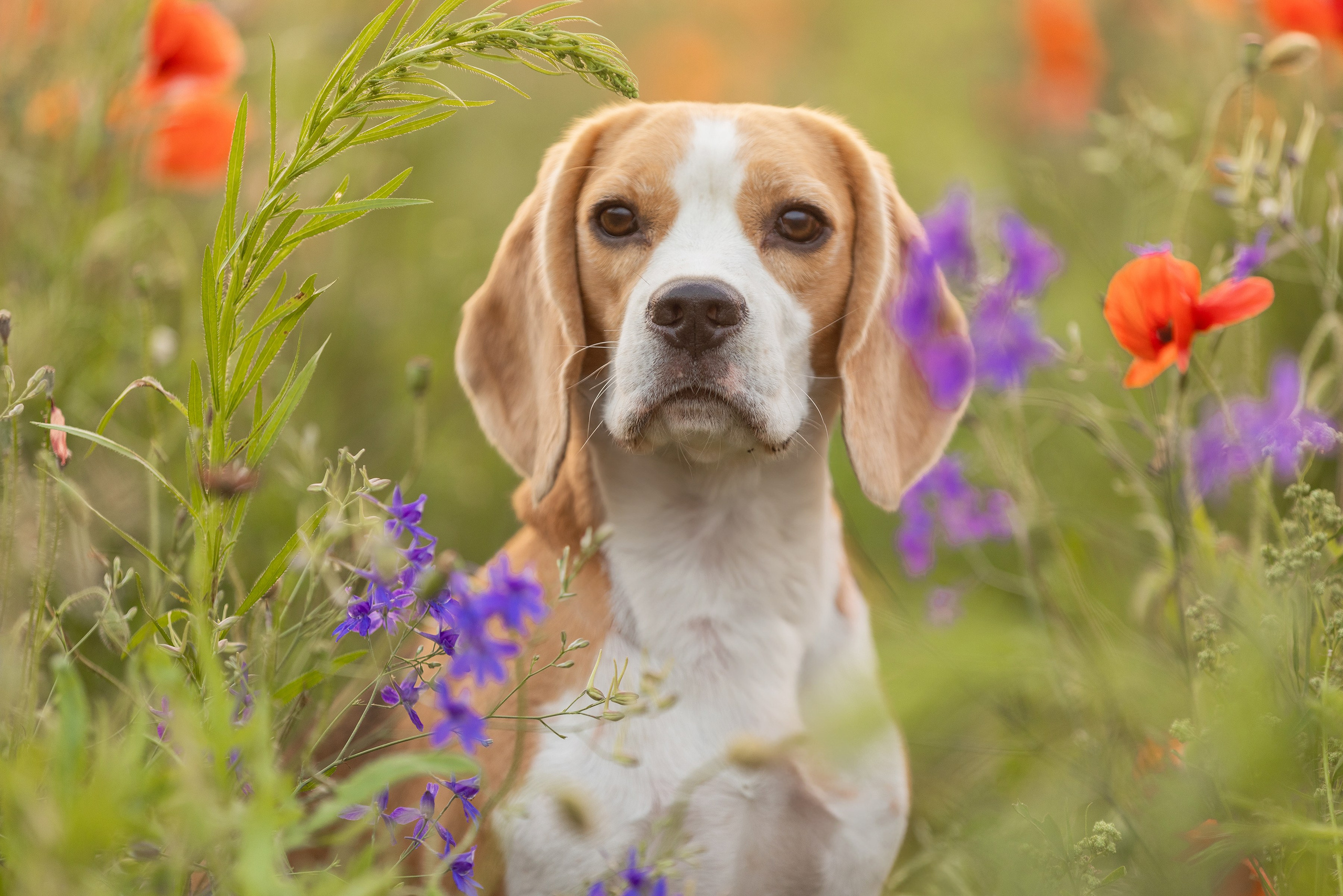 Маки 2024. Фотограф Алена Звездина