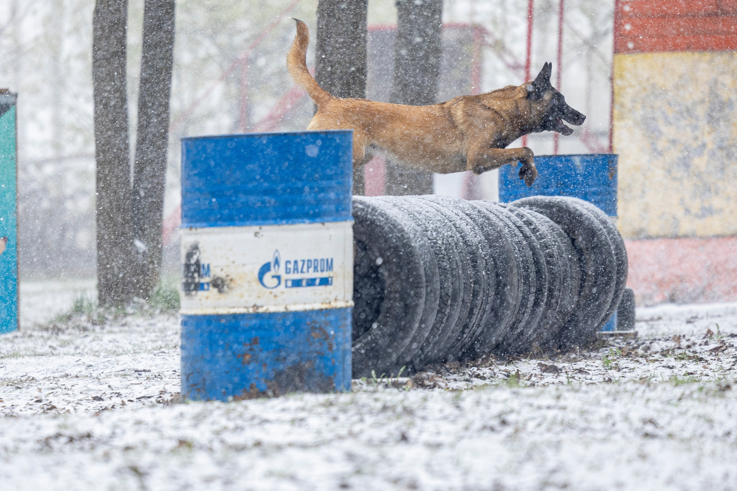 Квалификационные состязания по мондьорингу г. Вологда 11.05.24. Фотограф-анималист Анна Маринич