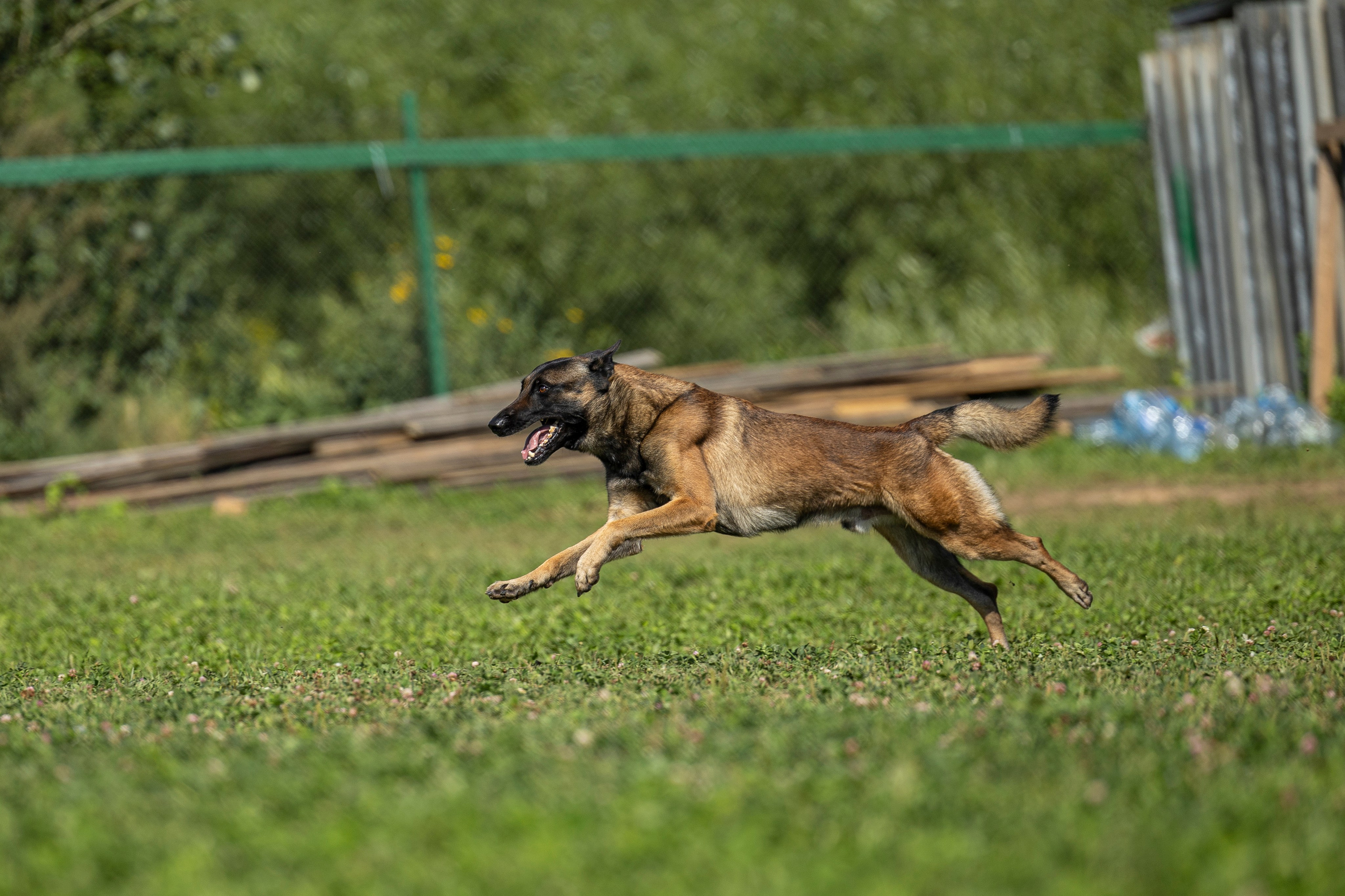 Соревнования по Мондьорингу г. Вологда 10-11.08.2024. Фотограф-анималист Анна Маринич