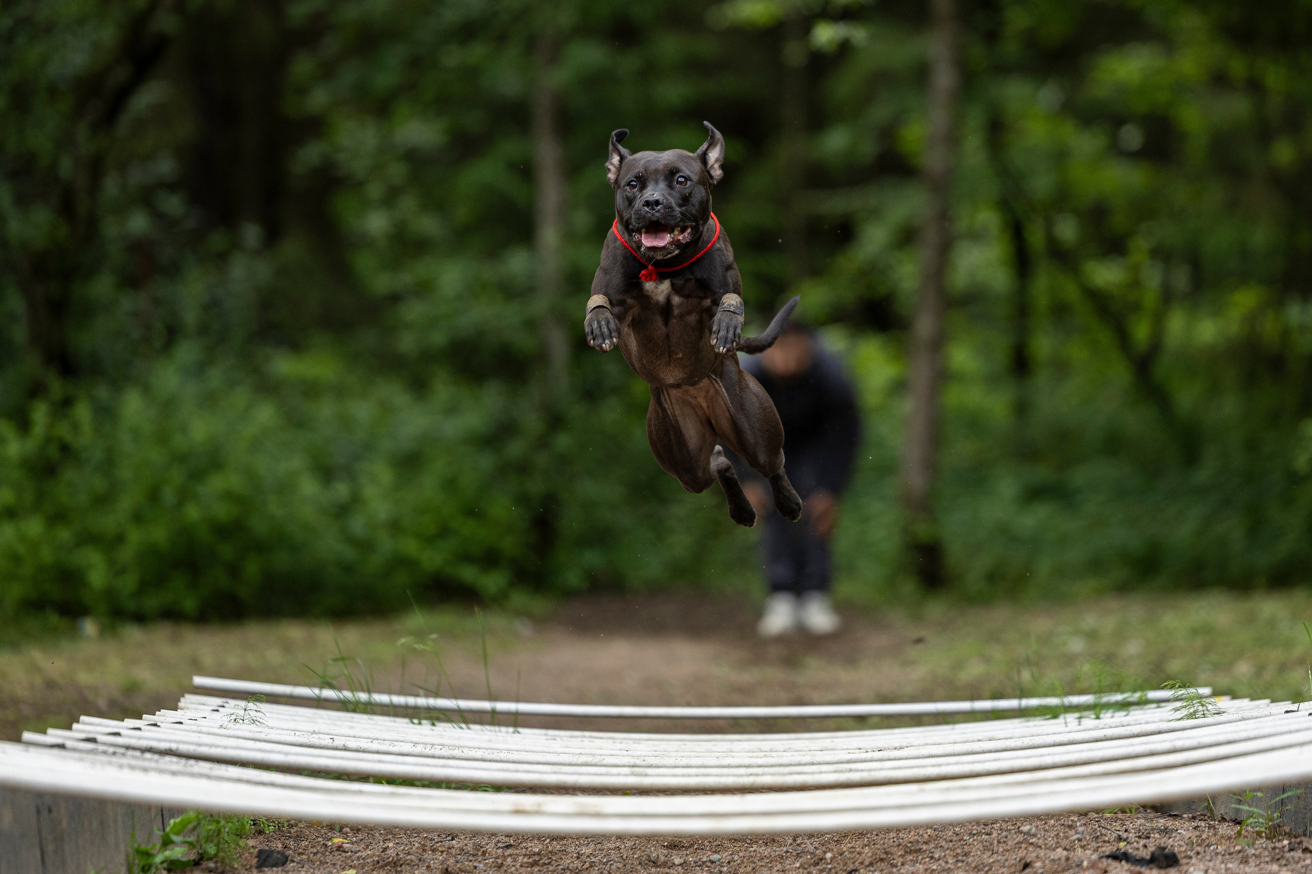 Пит-стафф многоборье. Фотограф-анималист Анна Маринич