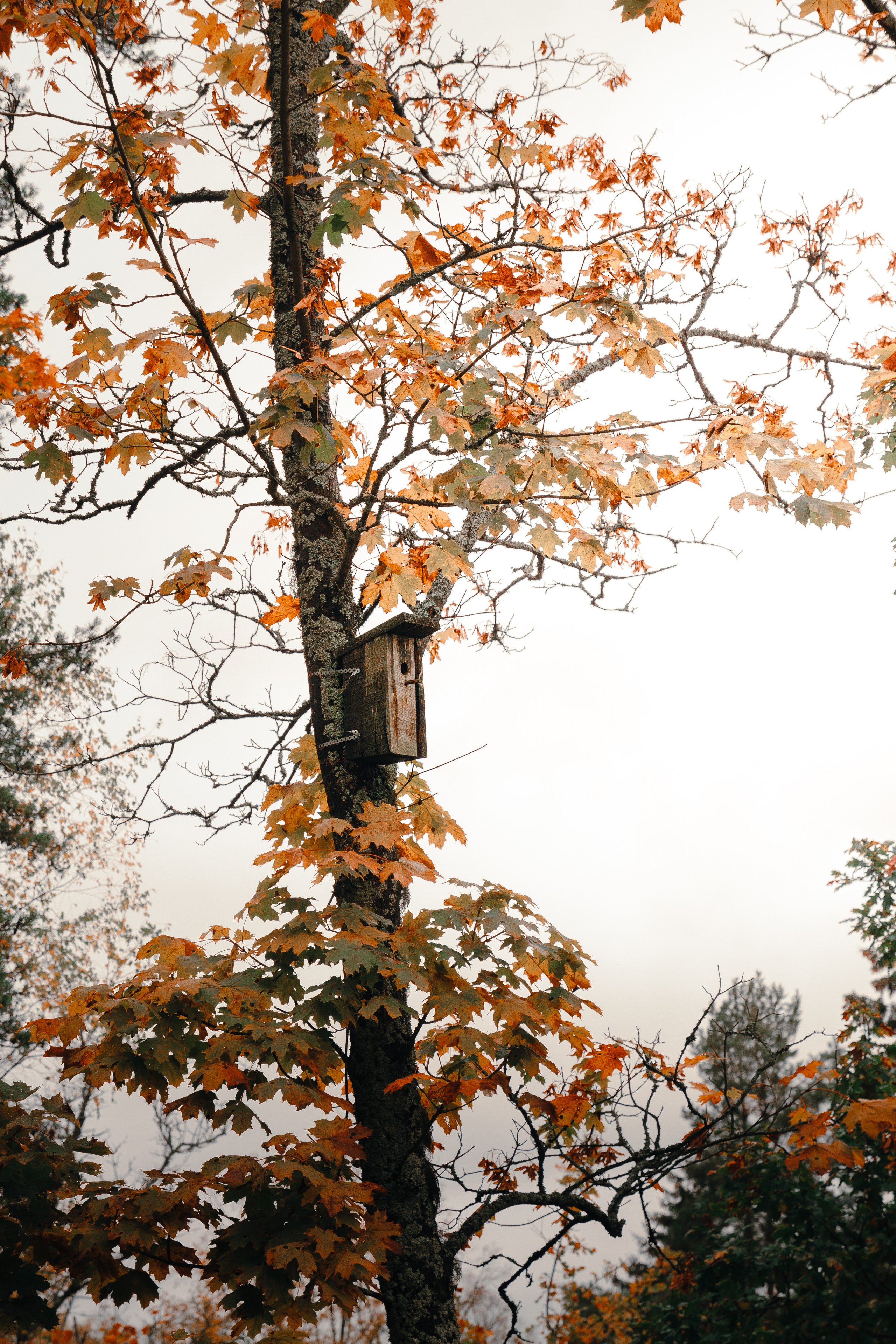 Стрит. Платонов Олег — фотограф Санкт-Петербург