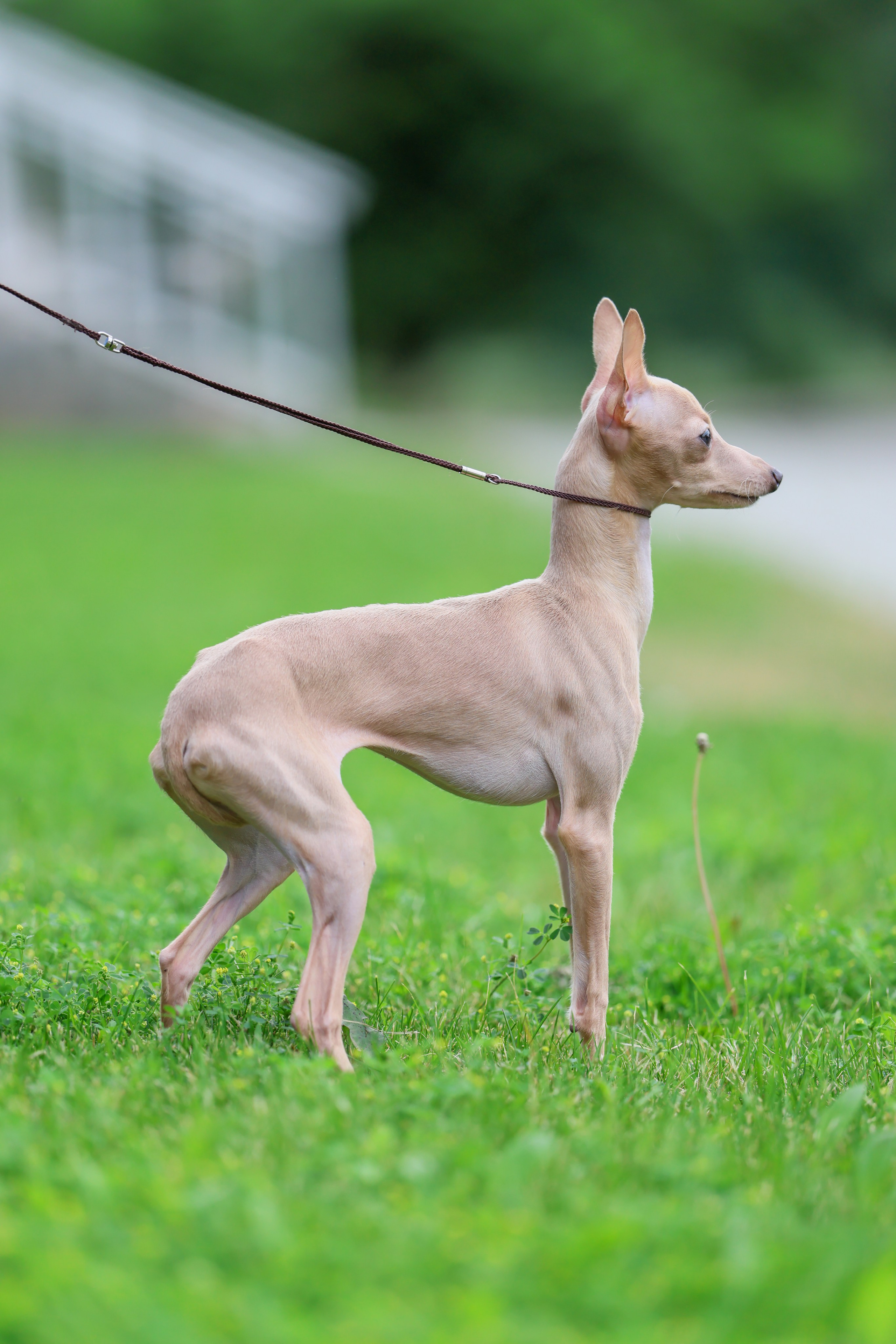 Кремовая Лекси. Professional Italian Greyhound Kennel RKF/FCI ASTI SAPPHIRE 💎 Sochi|St. Petersburg