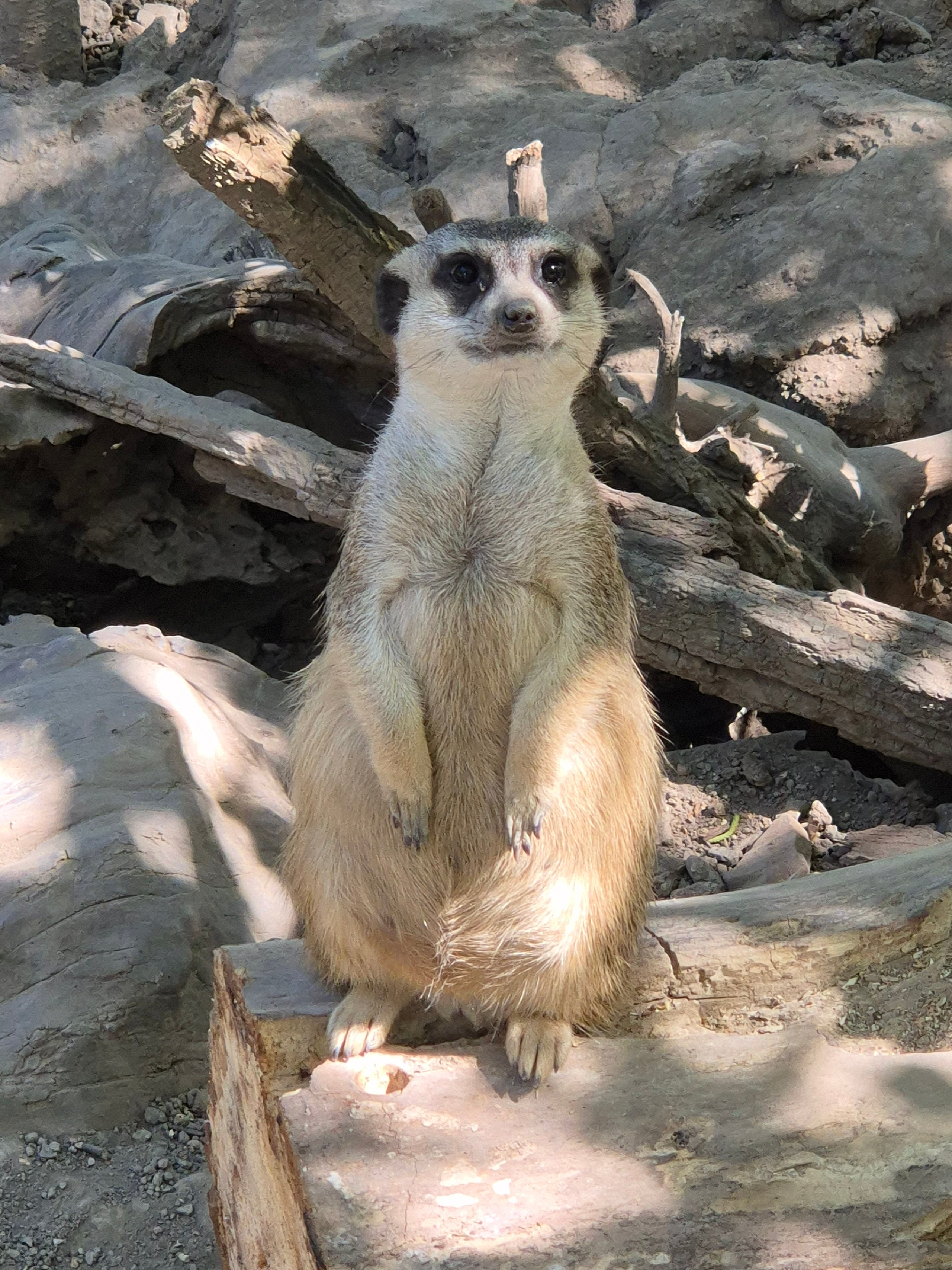 Любознательные сурикаты