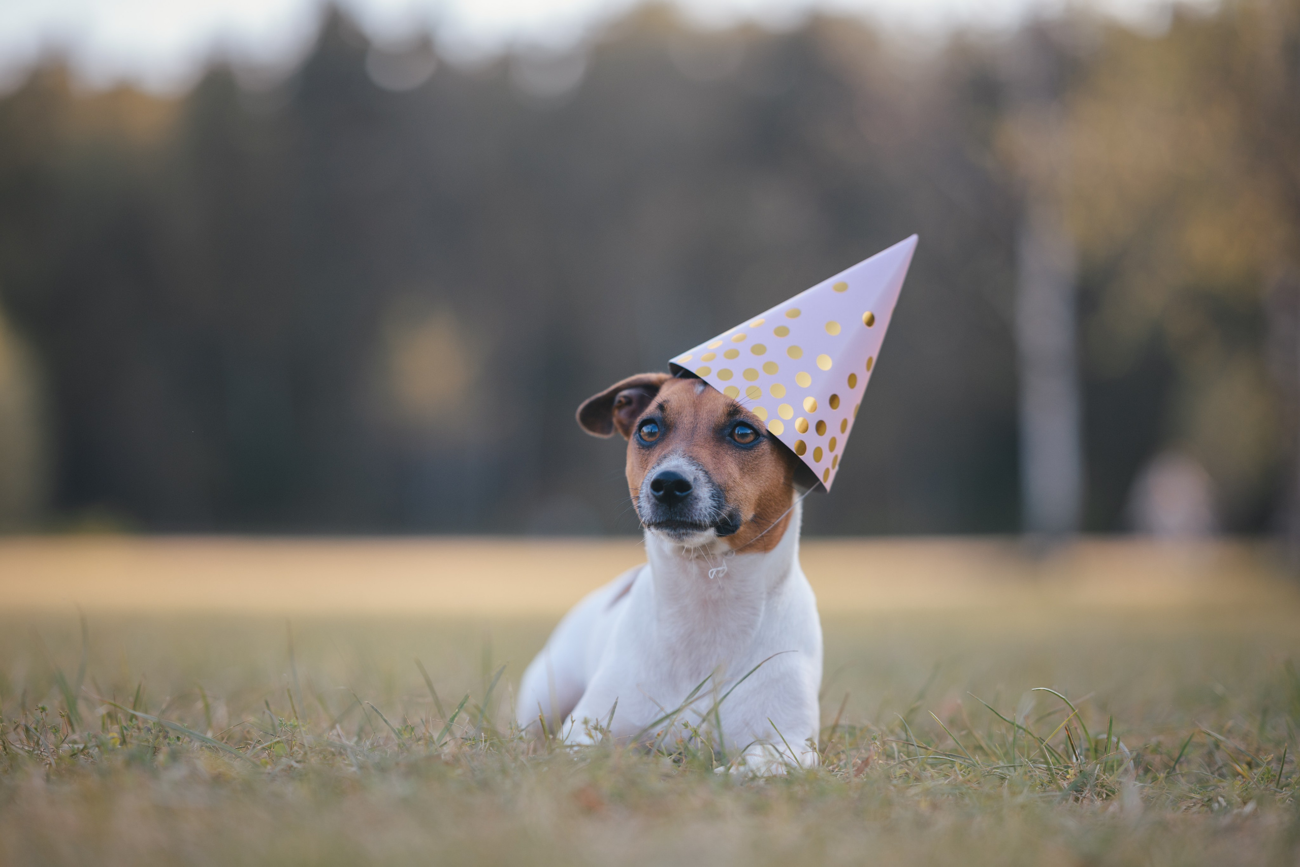 День Рождение. Фотограф Анималист в Москве Анастасия Жучкова