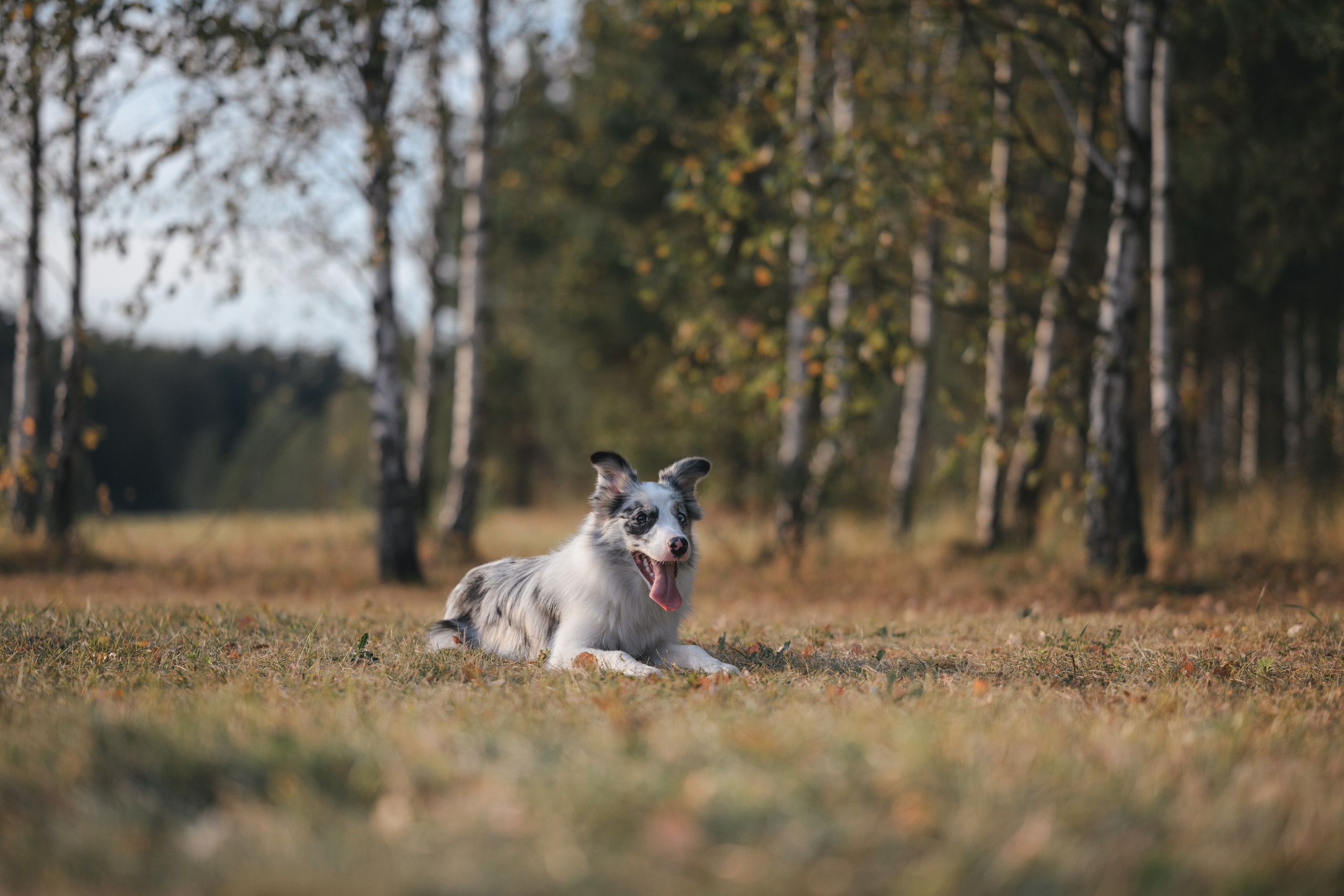 Прогулка в Мещерском парке. Фотограф Анималист в Москве Анастасия Жучкова