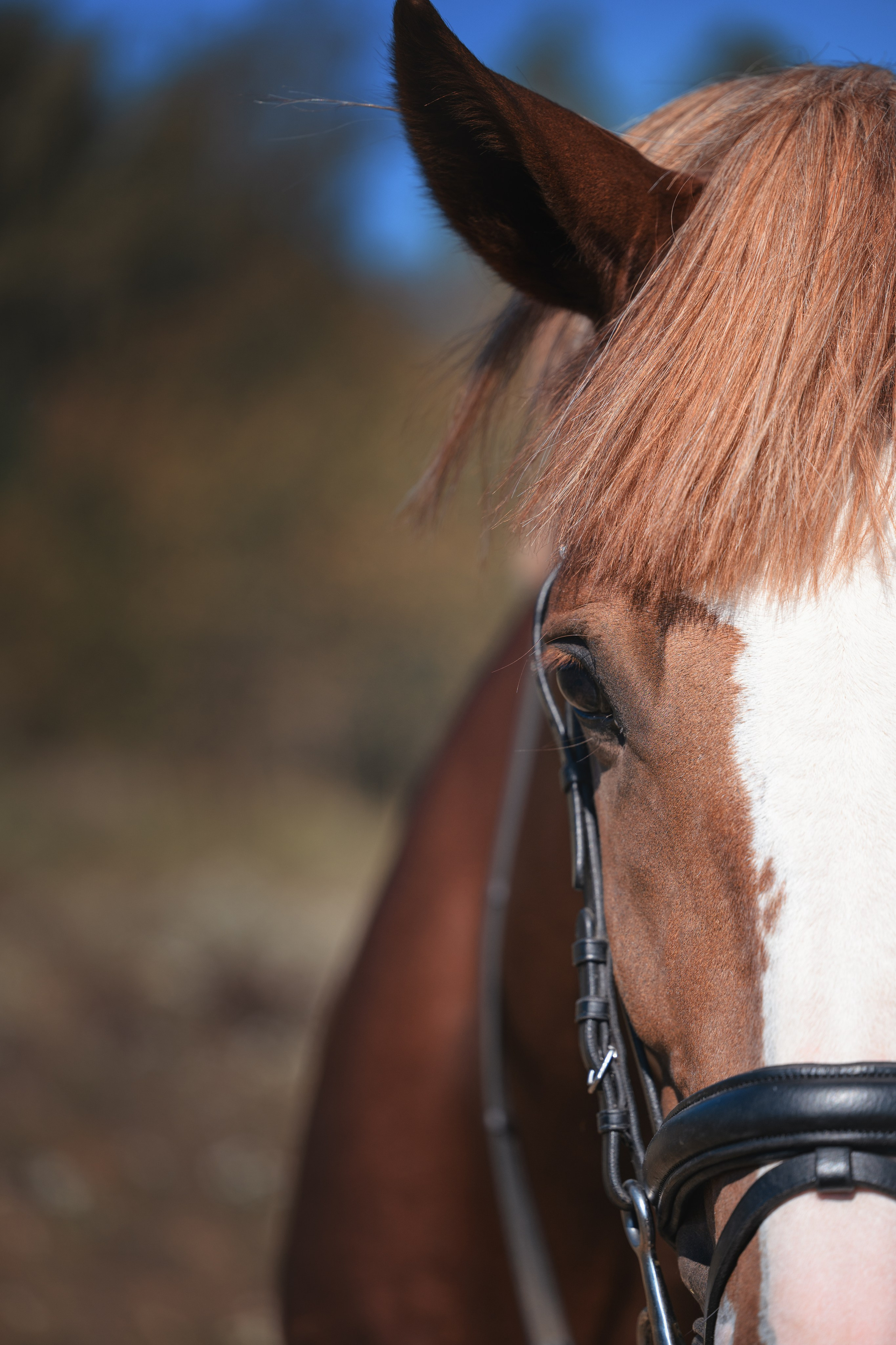 Виктория и Лео. Фотограф Анималист в Москве Анастасия Жучкова