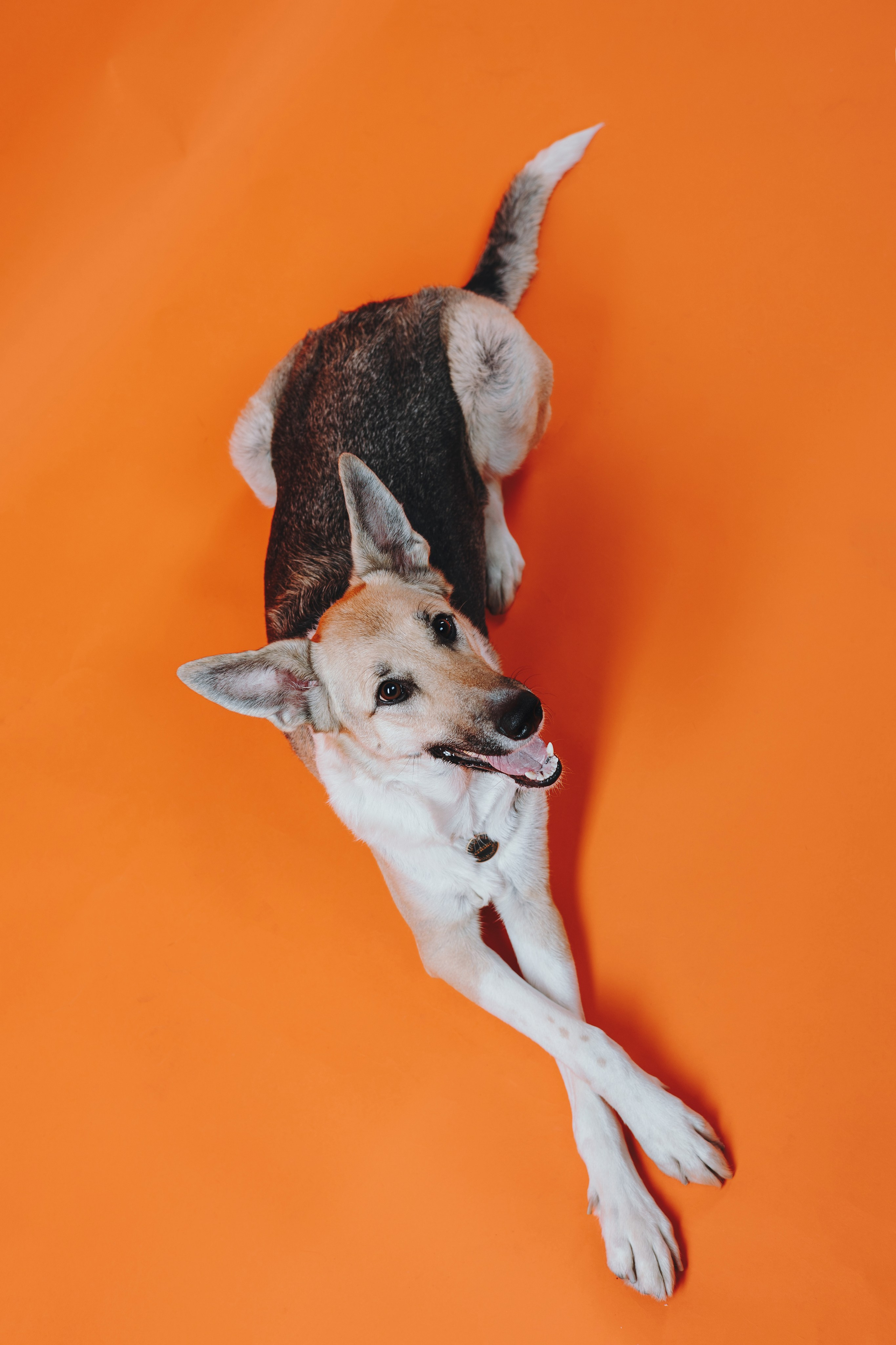 Анна и Бейлис. Фотограф — анималист Владивосток, Алина