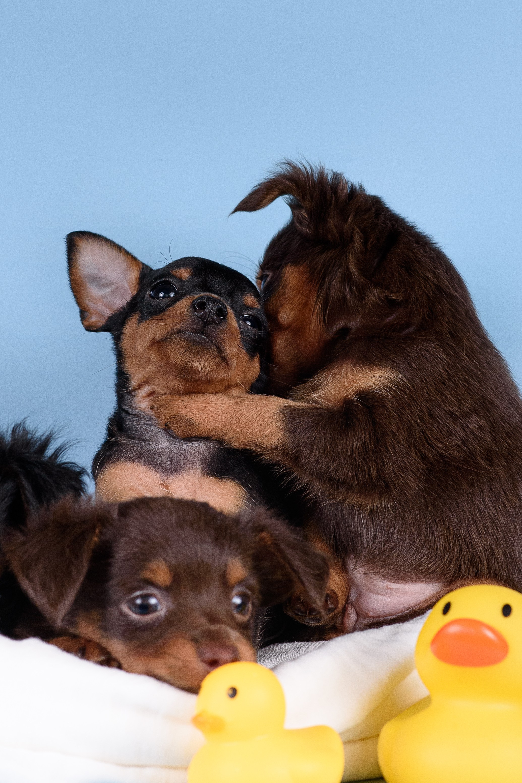 Щенки Пражских крысариков -13.04.2024. Фотограф — Анималист | Анна Абрамова