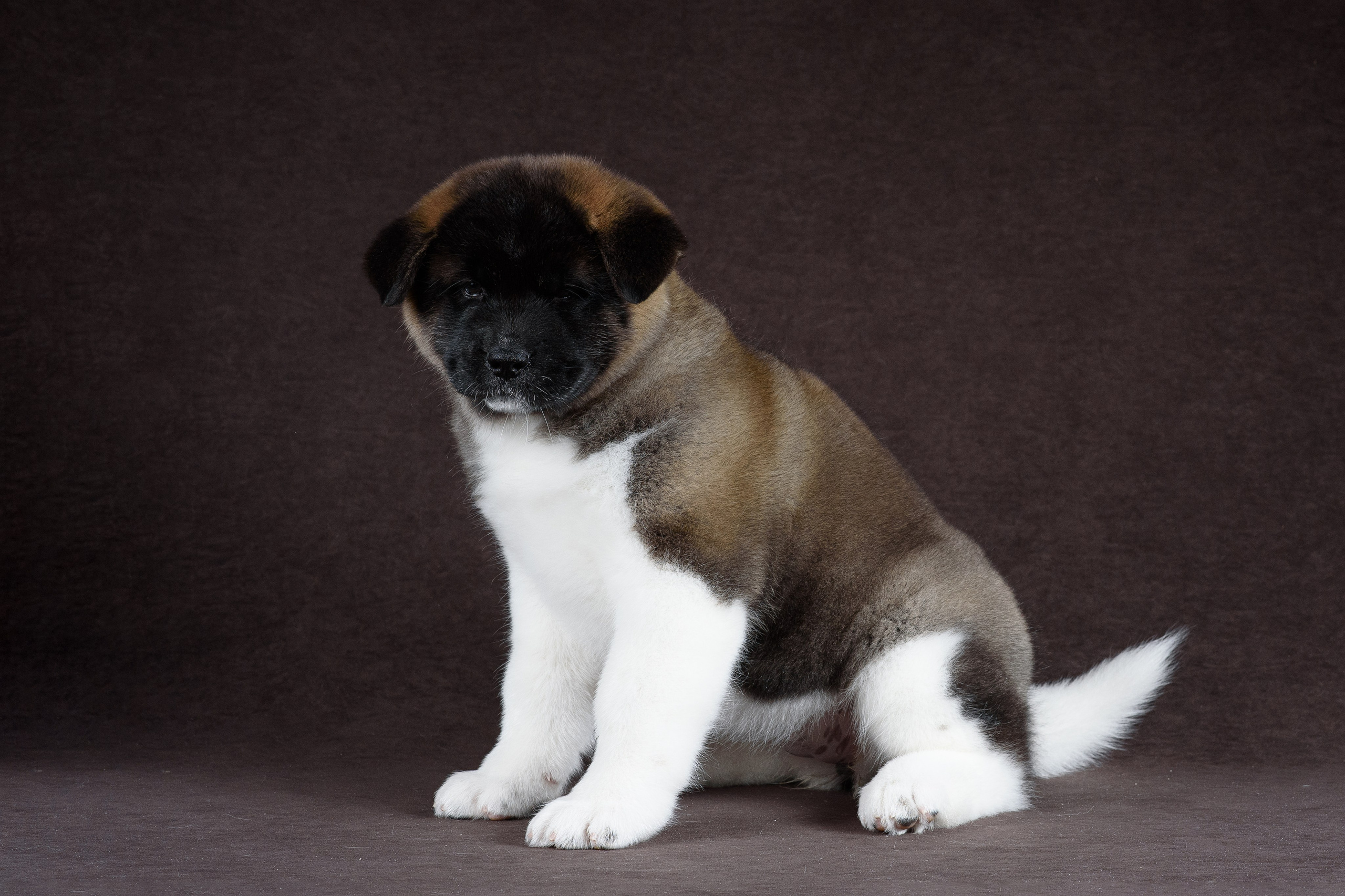 Щенки Американской Акиты (GRAND AMAK) Цезарь и Ника — 15.03.2024. Фотограф — Анималист | Анна Абрамова