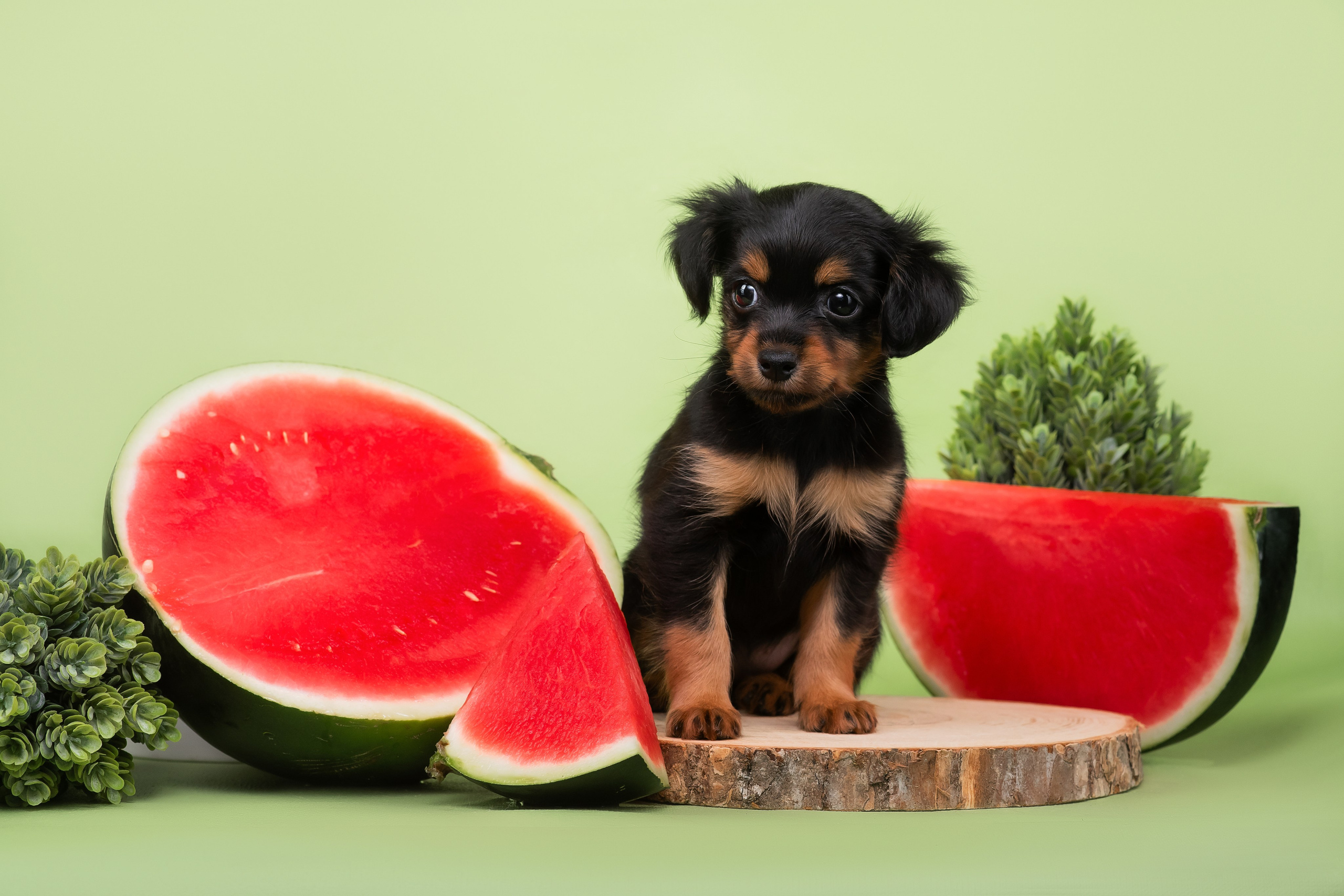 Малыши пражских крысариков — 30.07.2025. Фотограф — Анималист | Анна Абрамова