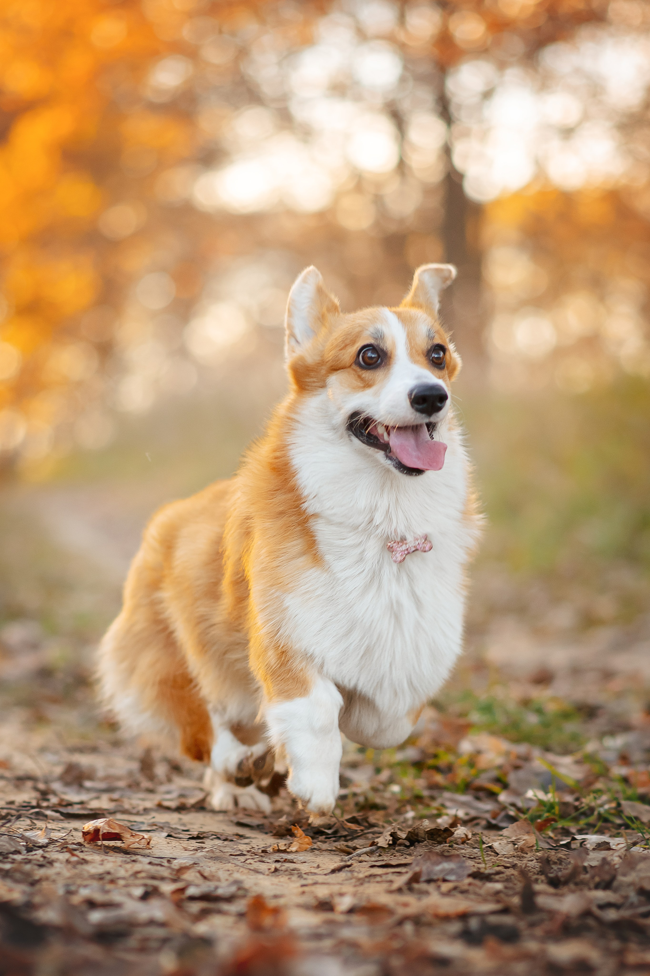 Максим, Аня и Челси — 19.10.2024. Фотограф — Анималист | Анна Абрамова