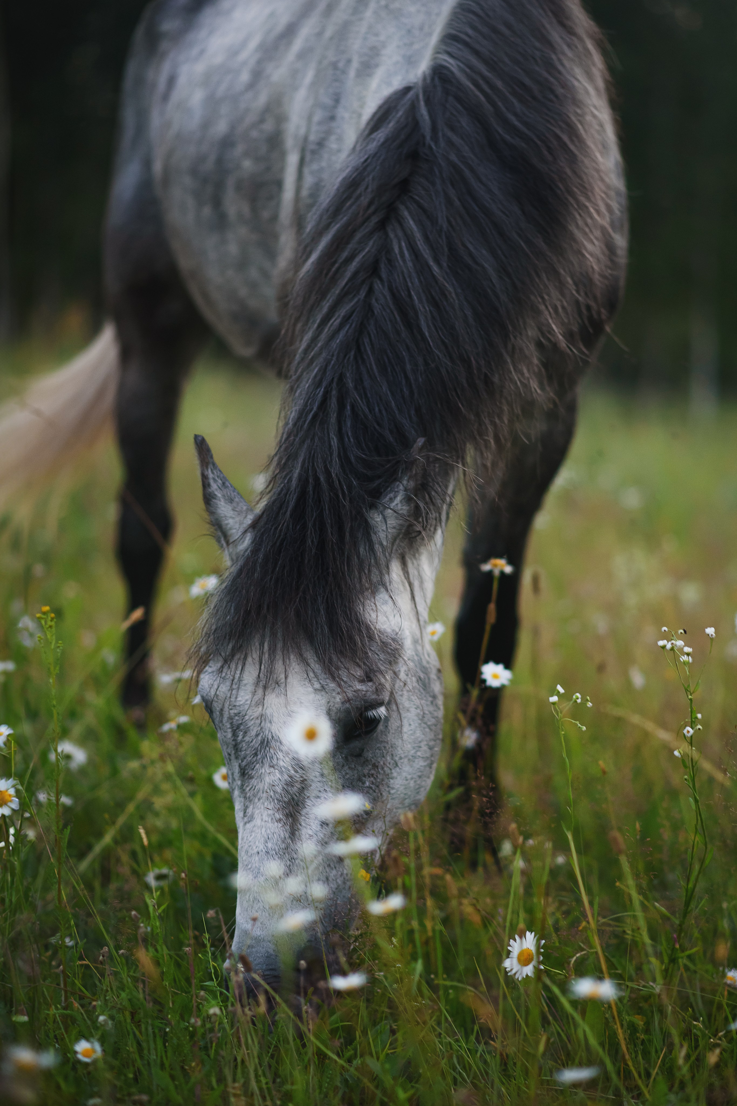 Дакар и Рамина — 29.06.2024. Фотограф — Анималист | Анна Абрамова