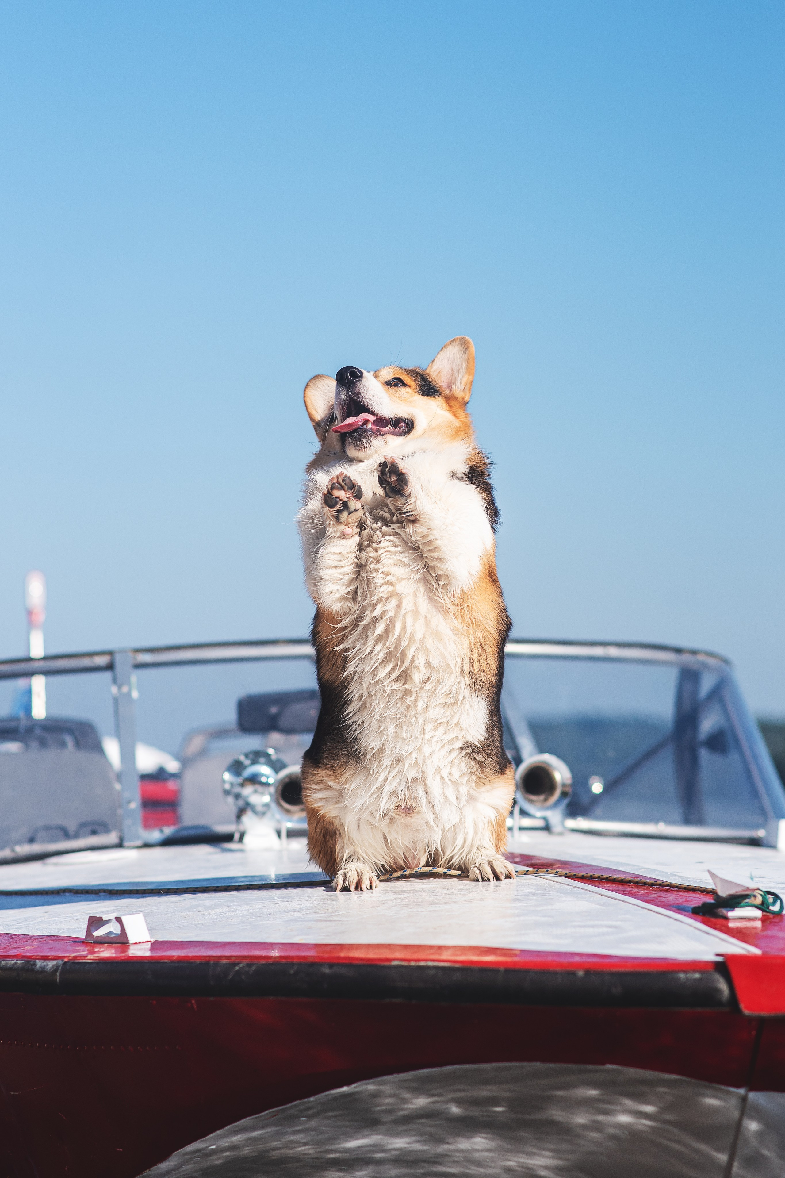 Майк и Лея — 29.08.2024. Фотограф — Анималист | Анна Абрамова