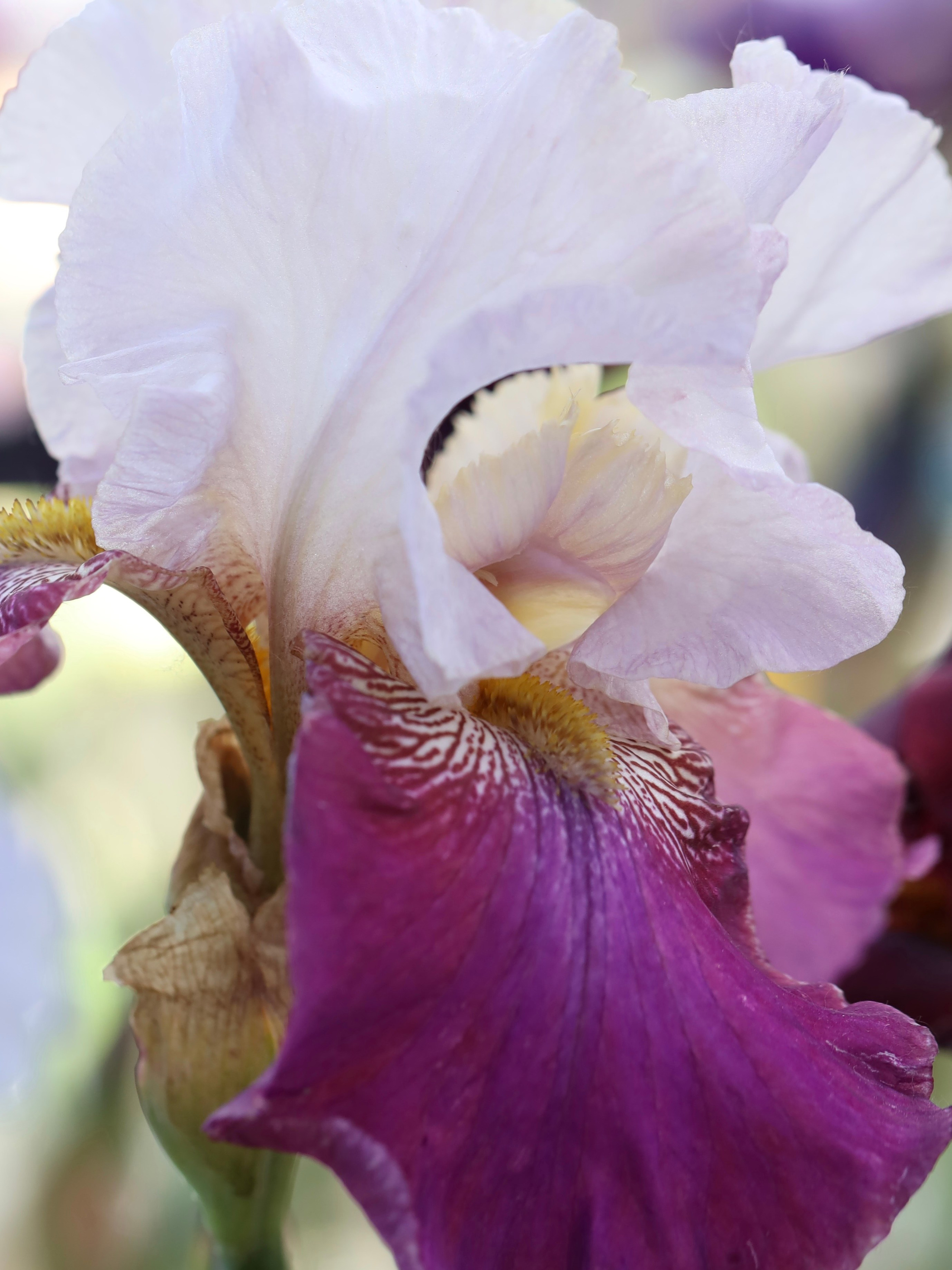 Фестиваль пионов и ирисов в Аптекарском огороде — июнь 2023. Фотосессии и репортаж — Фотограф в Москве — Рина Серёгина