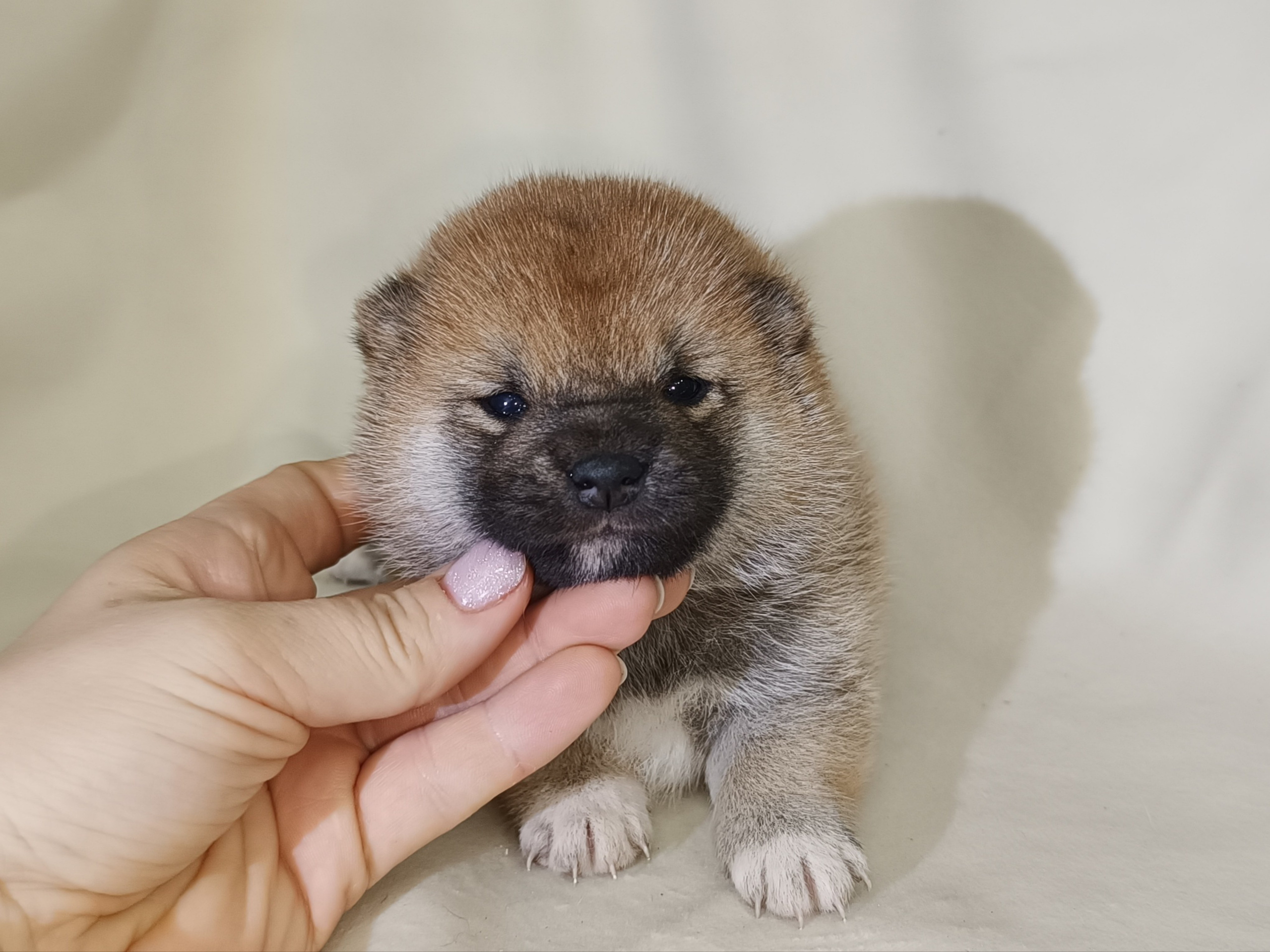 сиба питомник Рубилайт щенки на продажу rubylight  сиба щенки купить СПб Санкт-Петербург 