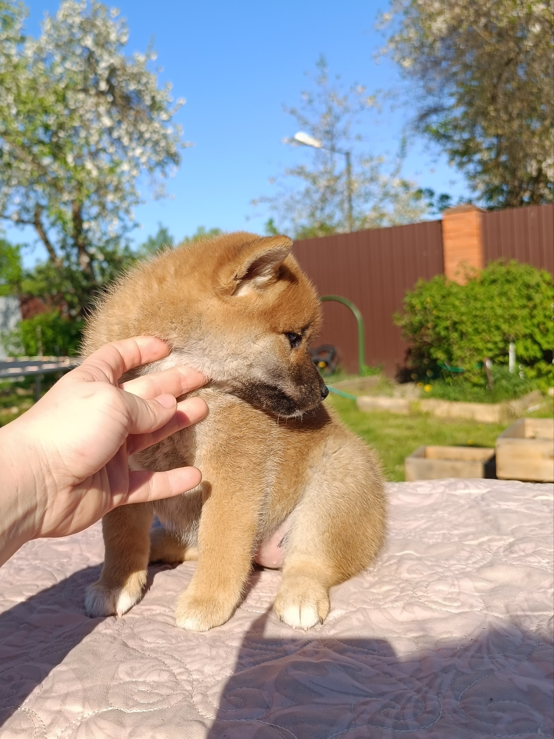 сиба питомник Рубилайт щенки на продажу rubylight  сиба щенки купить СПб Санкт-Петербург