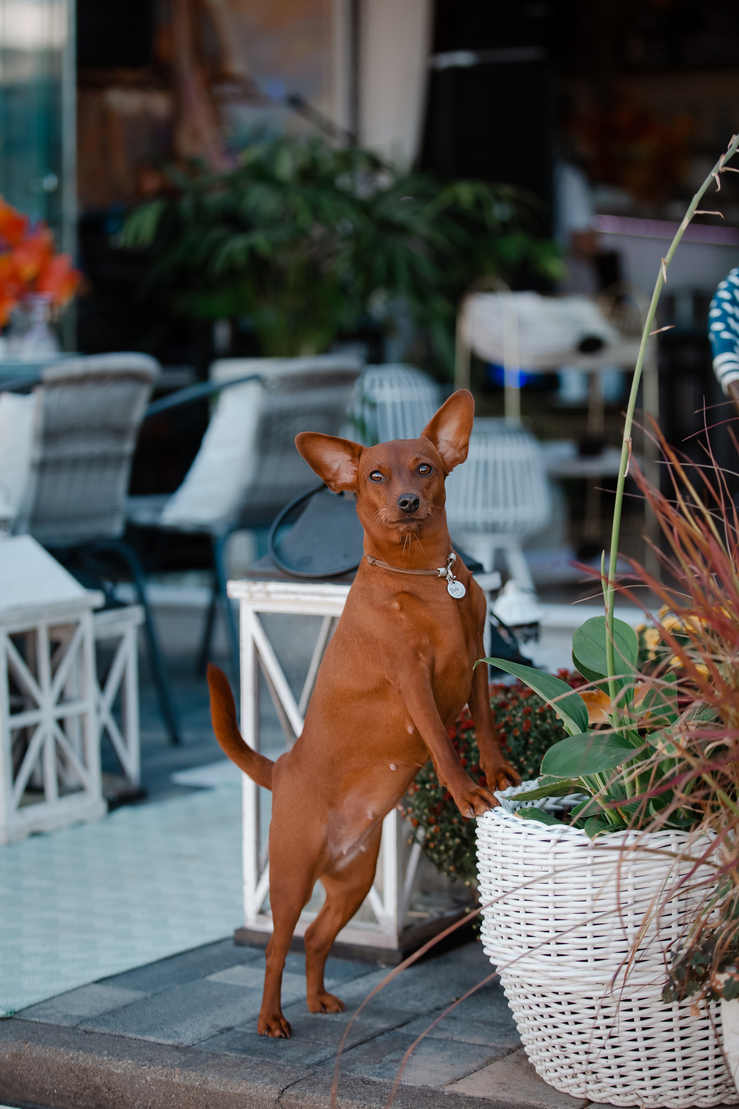 Цвергпинчер в Геленджике. Фотограф-анималист в Краснодаре Маша Мельникова