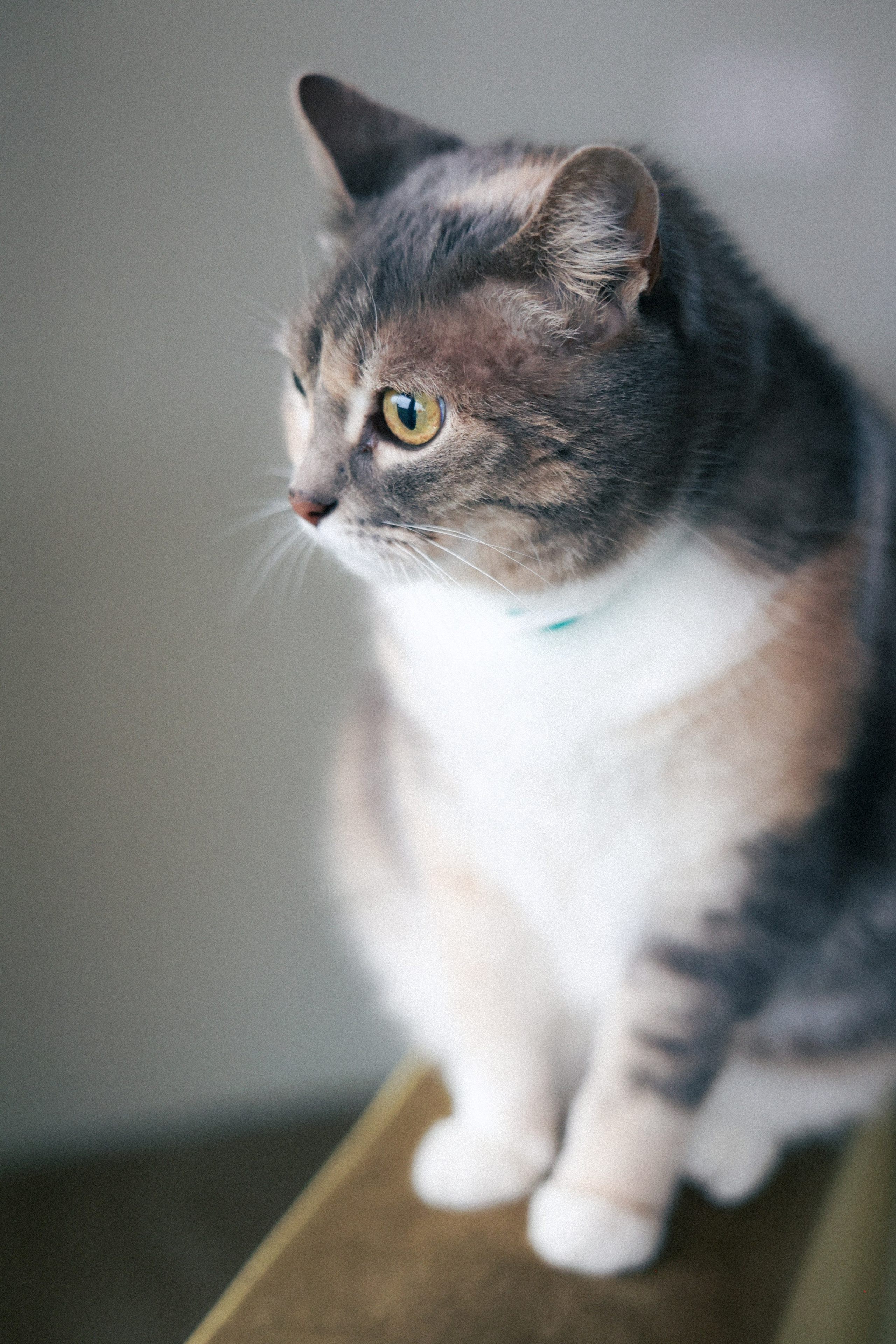 Валя Саша и Милана. Фотограф НатаФото (Наталья Яковенко) Дмитров Москва Питер