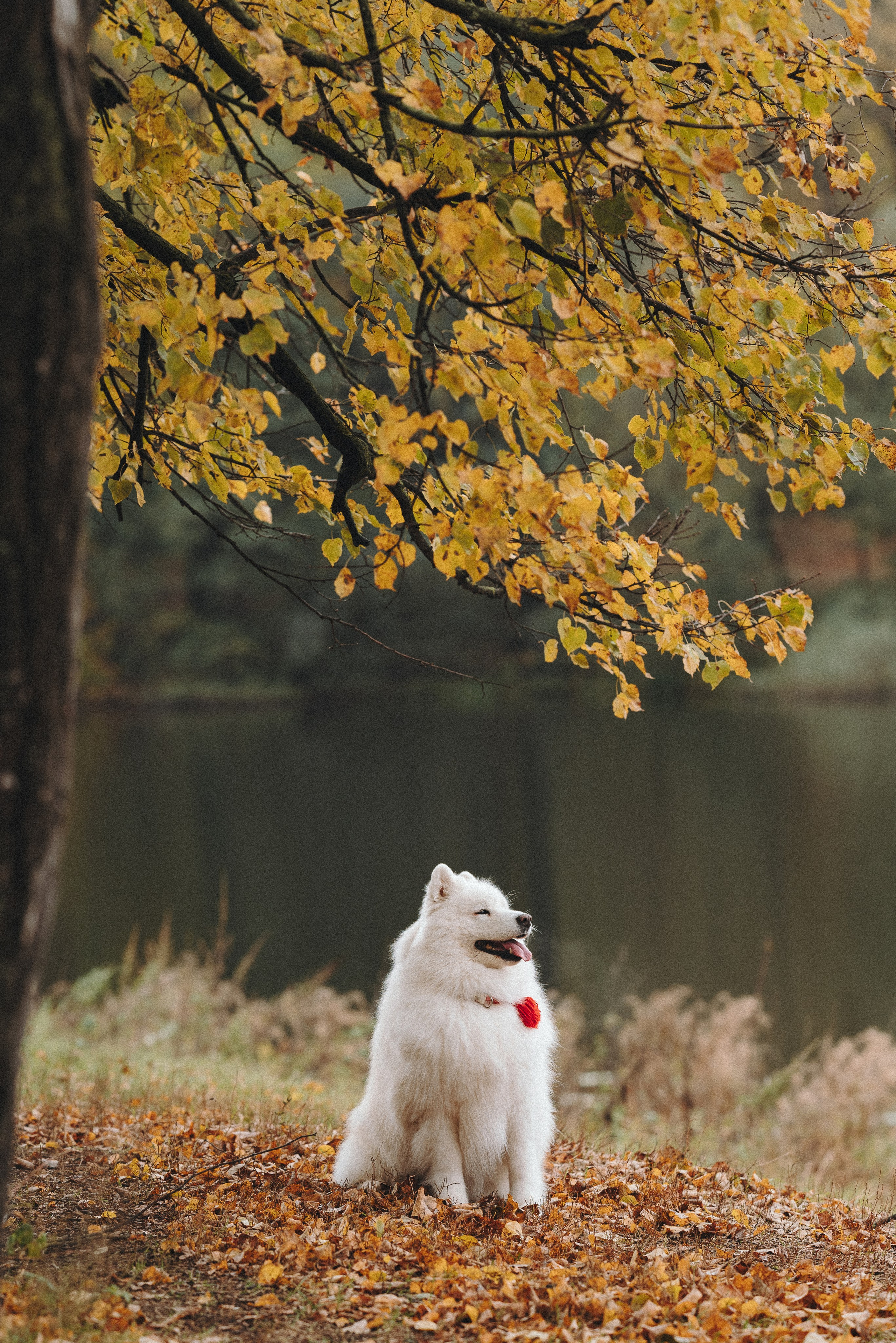 Valya & Varya. Natalia Finch Photography — Family, Kids & Pet Photographer in Chicago, IL