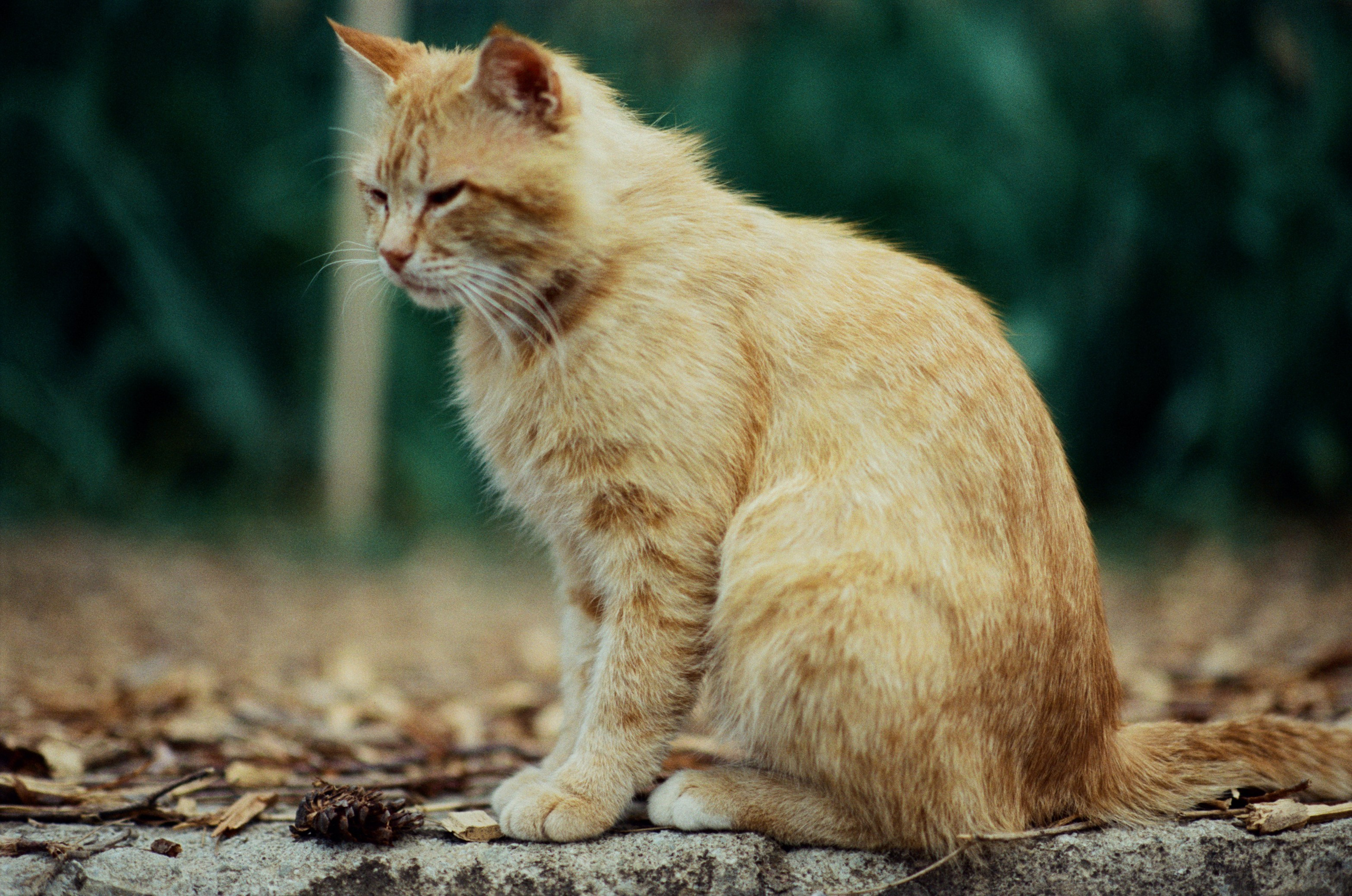 Silver strings // ukraine, crimea IV. EVER EXPOSED
