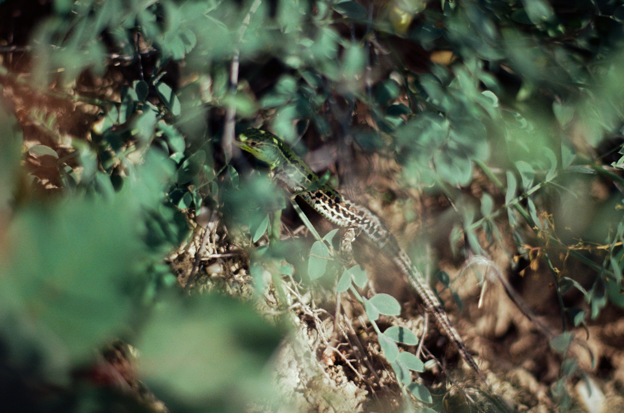 Kool-aid // ukraine, crimea IV. EVER EXPOSED