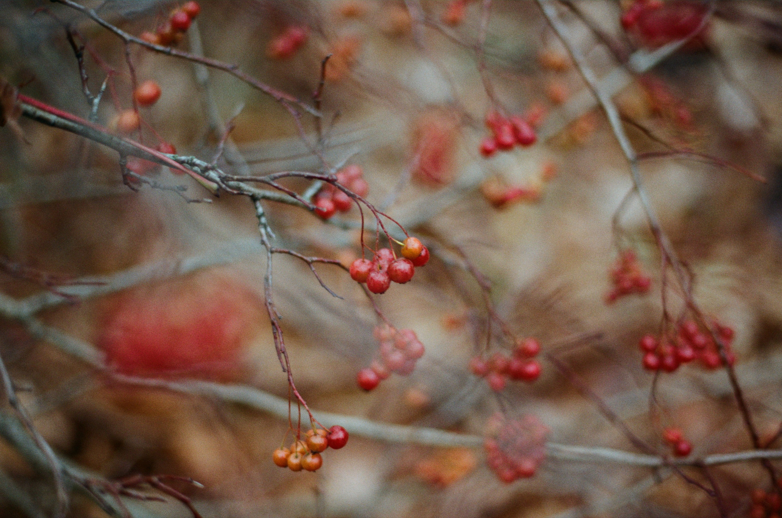 Golden brown. EVER EXPOSED