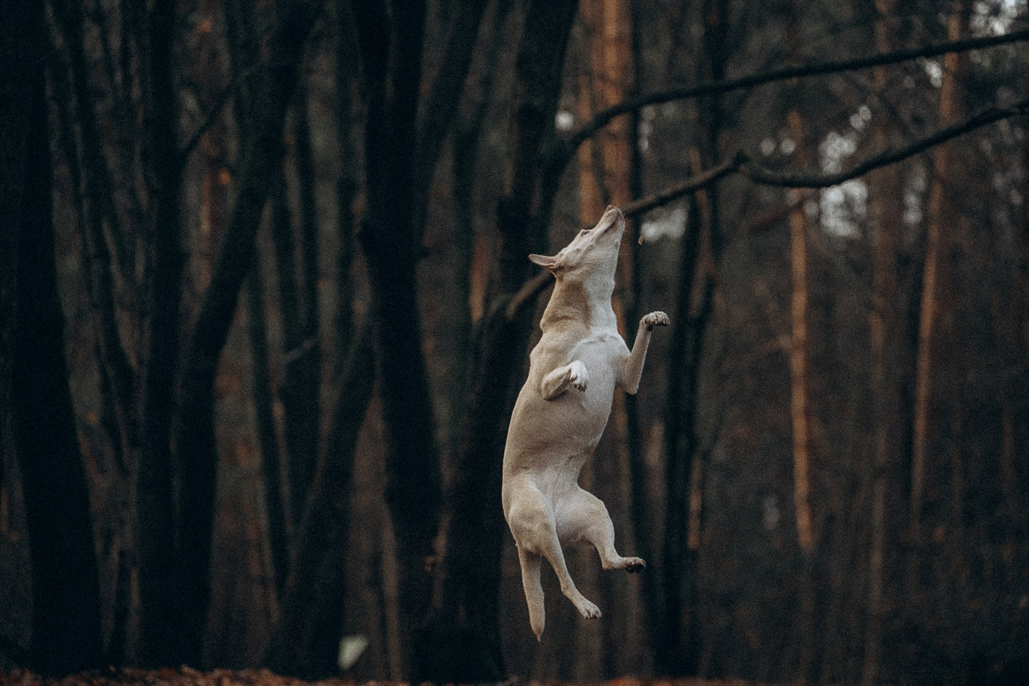 Туся. Фотограф анималист в Москве и Санкт-Петербурге Свиридова Анна
