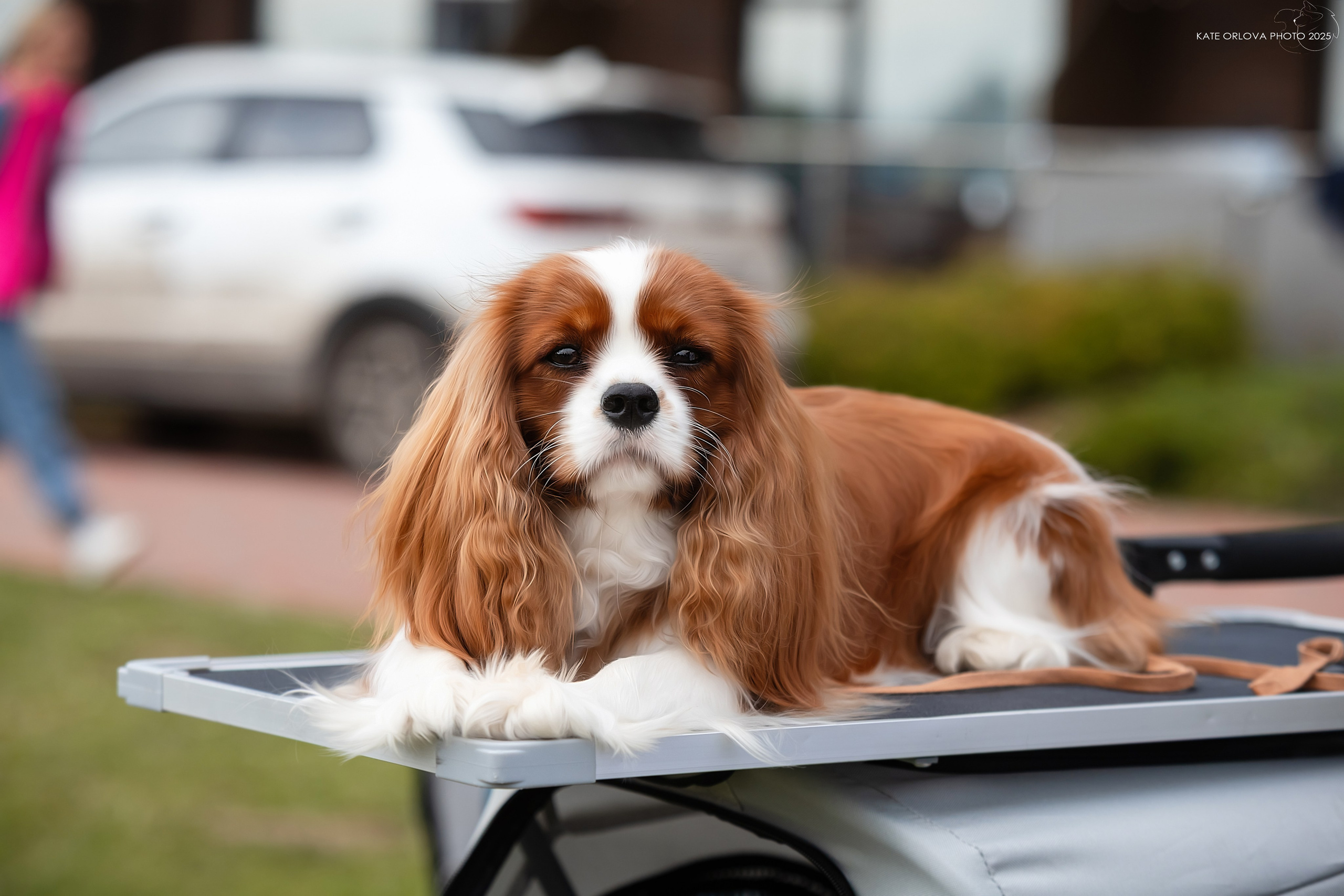 Суки. Питомник кавалер кинг чарльз спаниелей