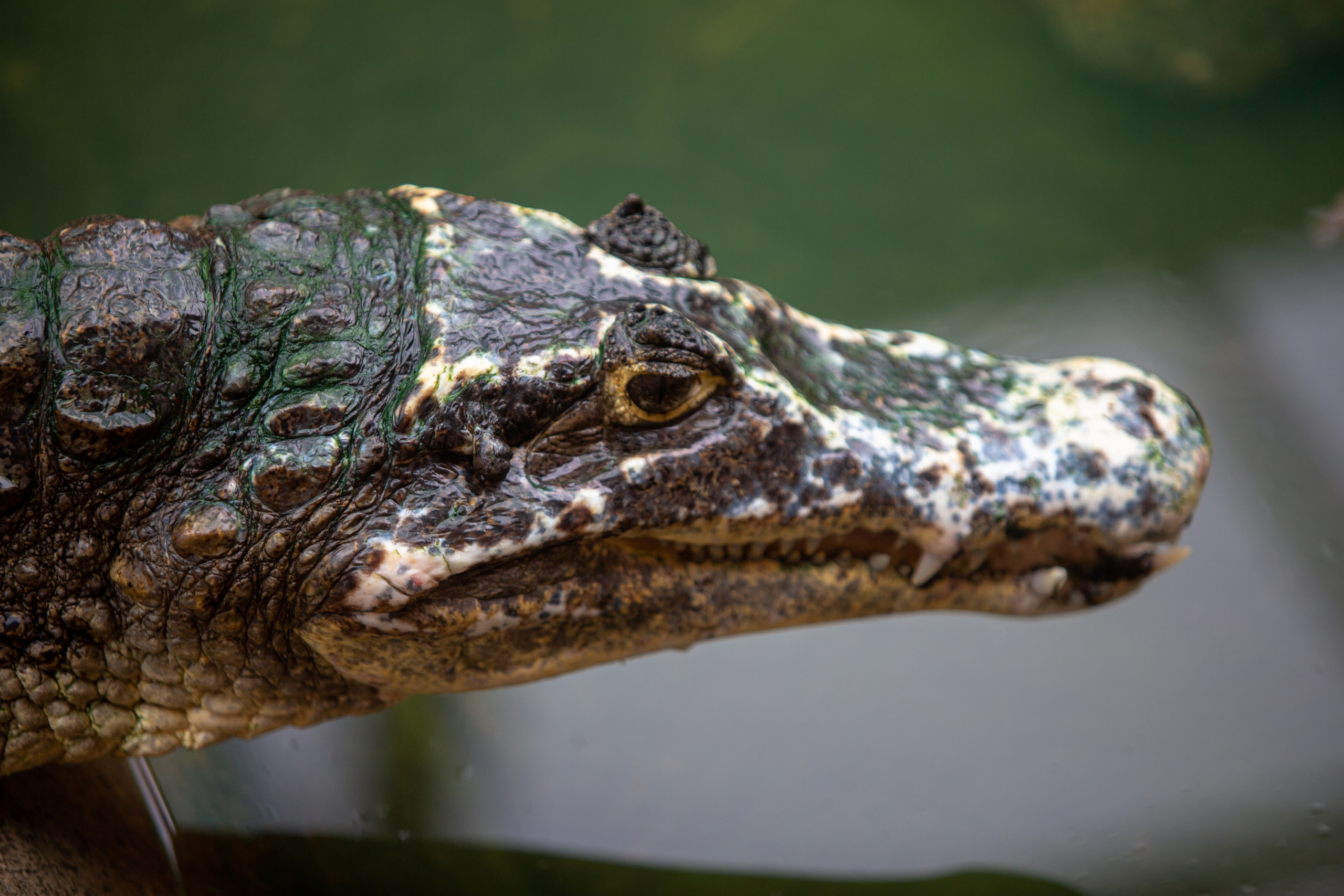 Samut Prakan Crocodile Farm & Zoo. Photographer Sonkina Tatiana (Tanya Ash)
