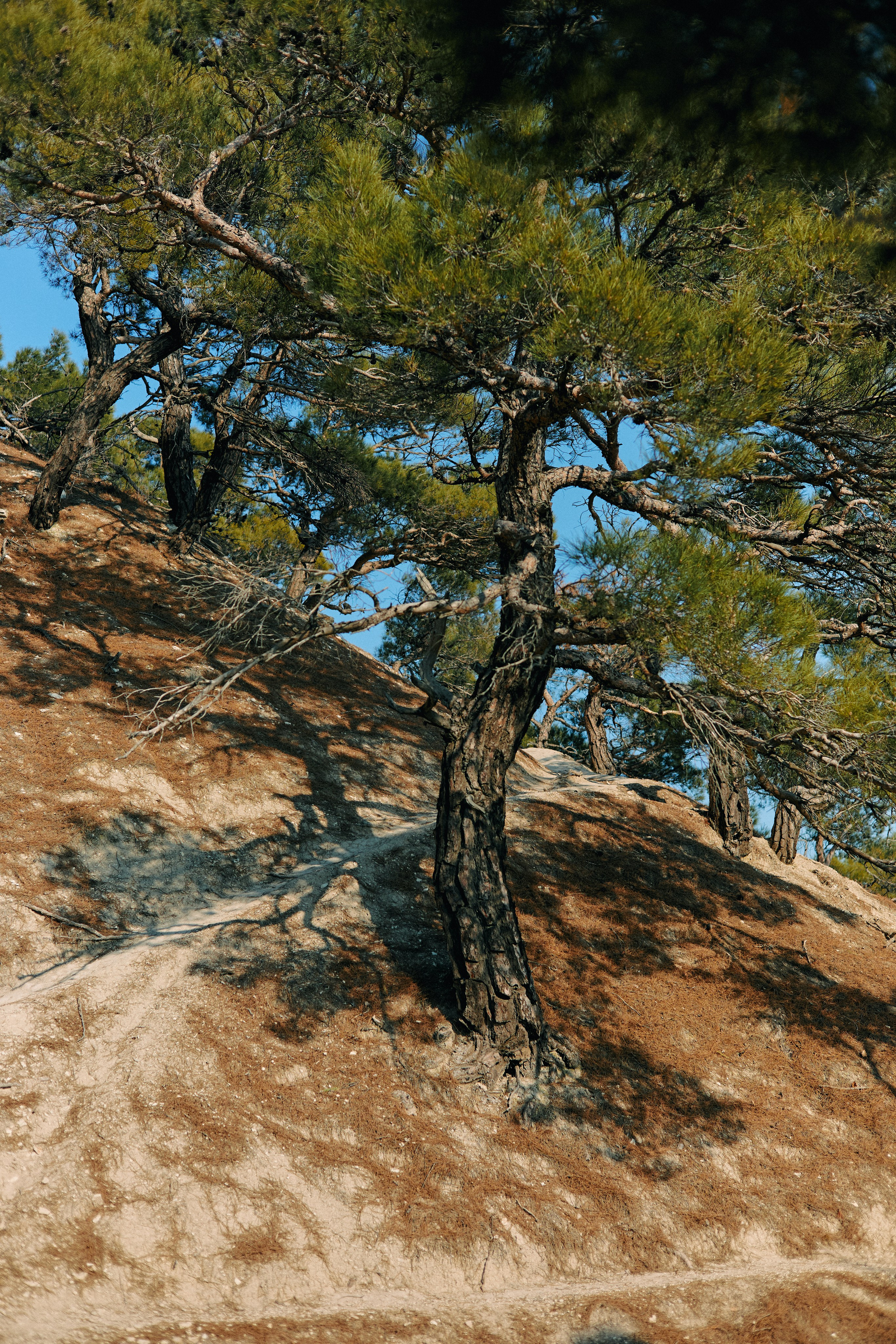 Юг России. Профессиональный Фотограф во Владимире, в Москве и в Суздале — Полина Романычева