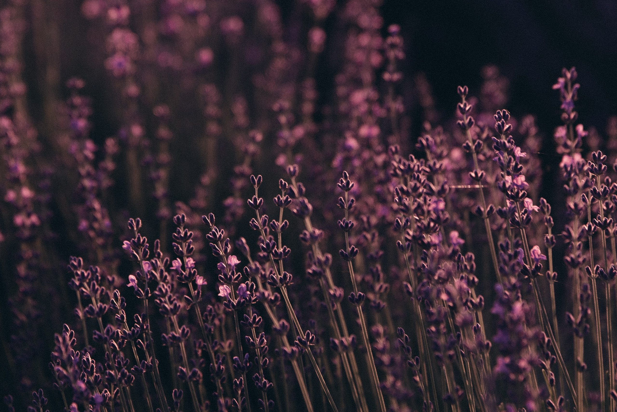 Фотосессия в лаванде Геленджик. Свадебный фотограф в Геленджике Мария Четверикова