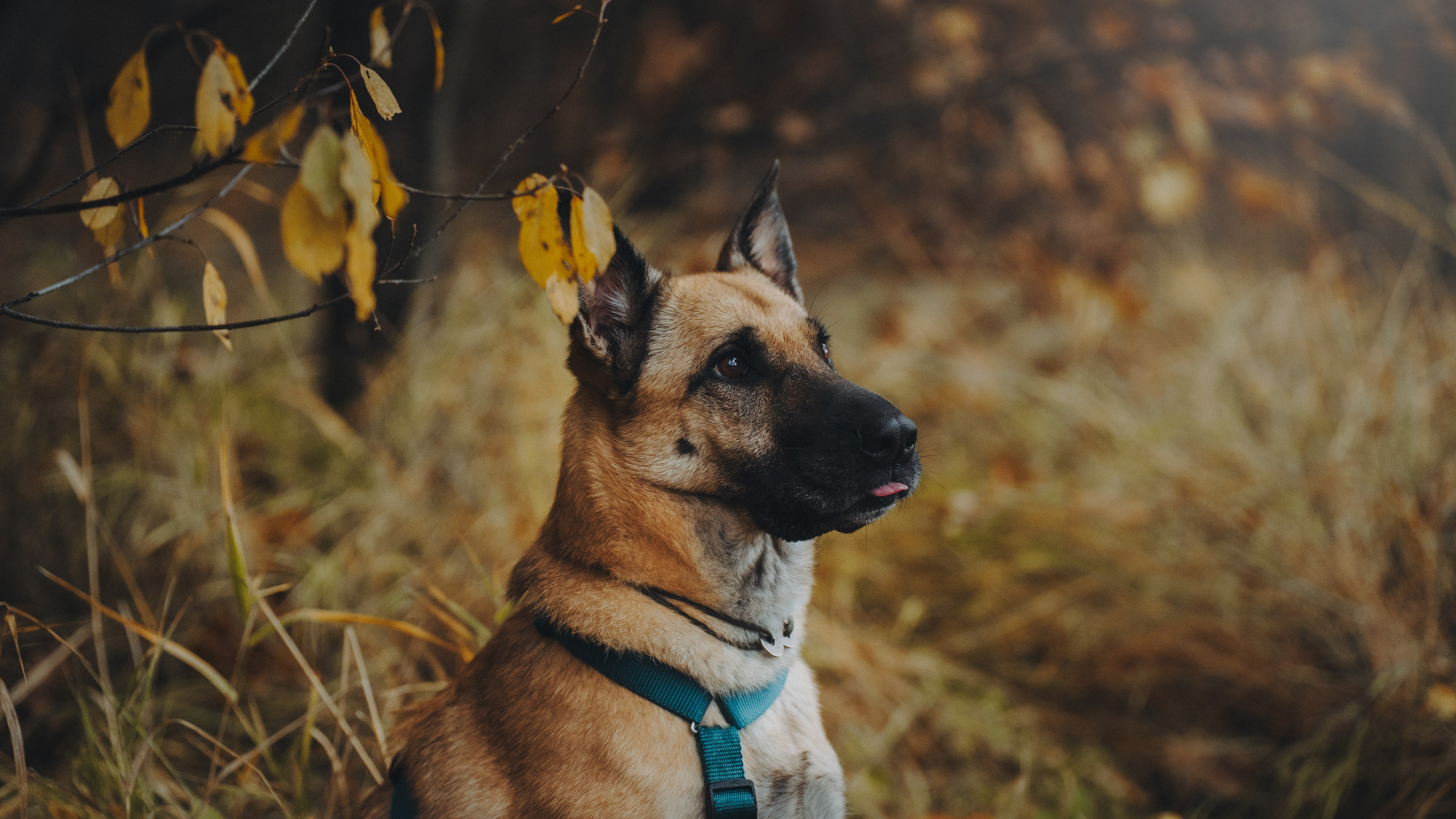 Наталия, Иван и Урса. Фотограф анималист в Москве и Санкт-Петербурге Свиридова Анна