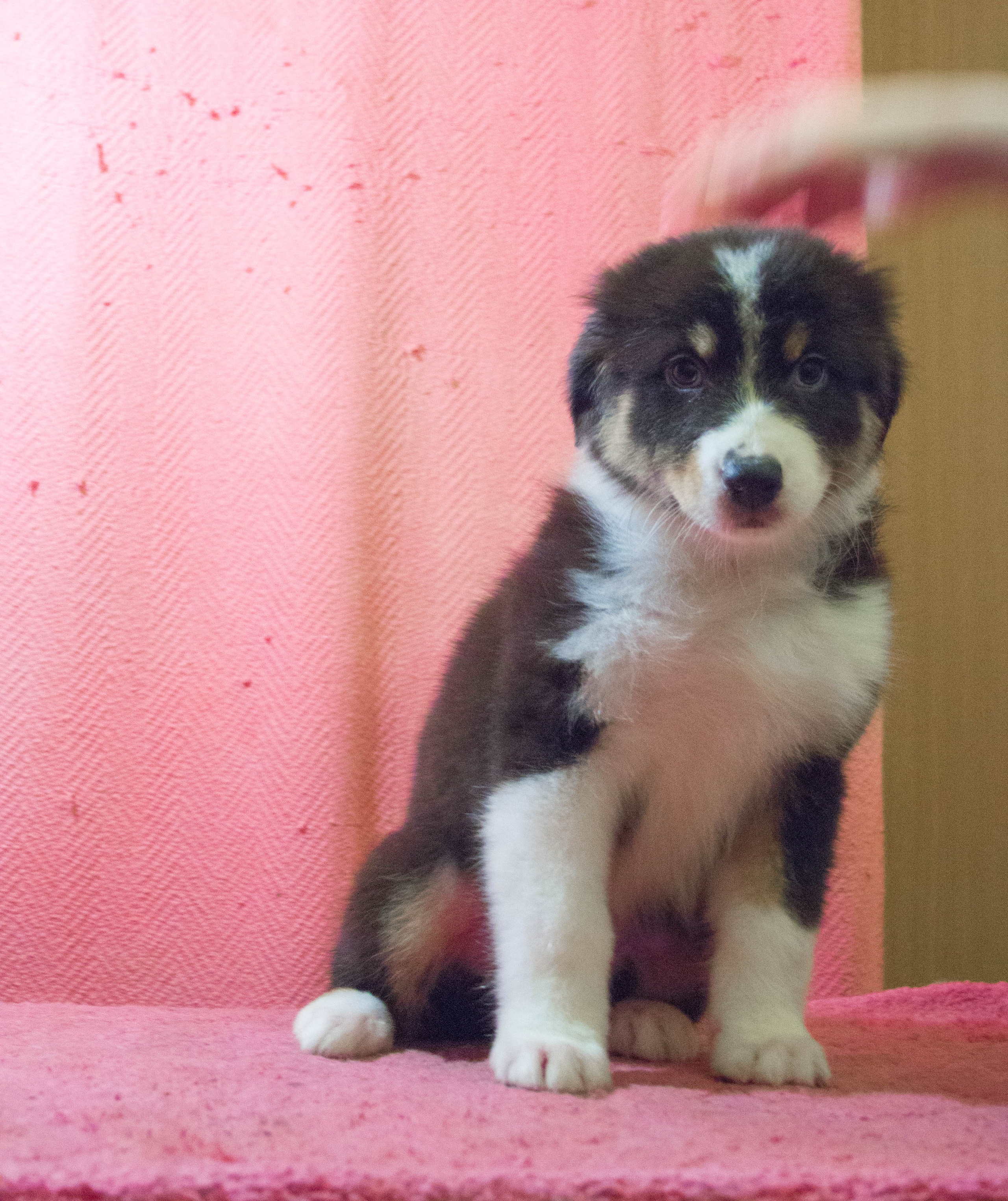 Рем. BLGKV питомник собак