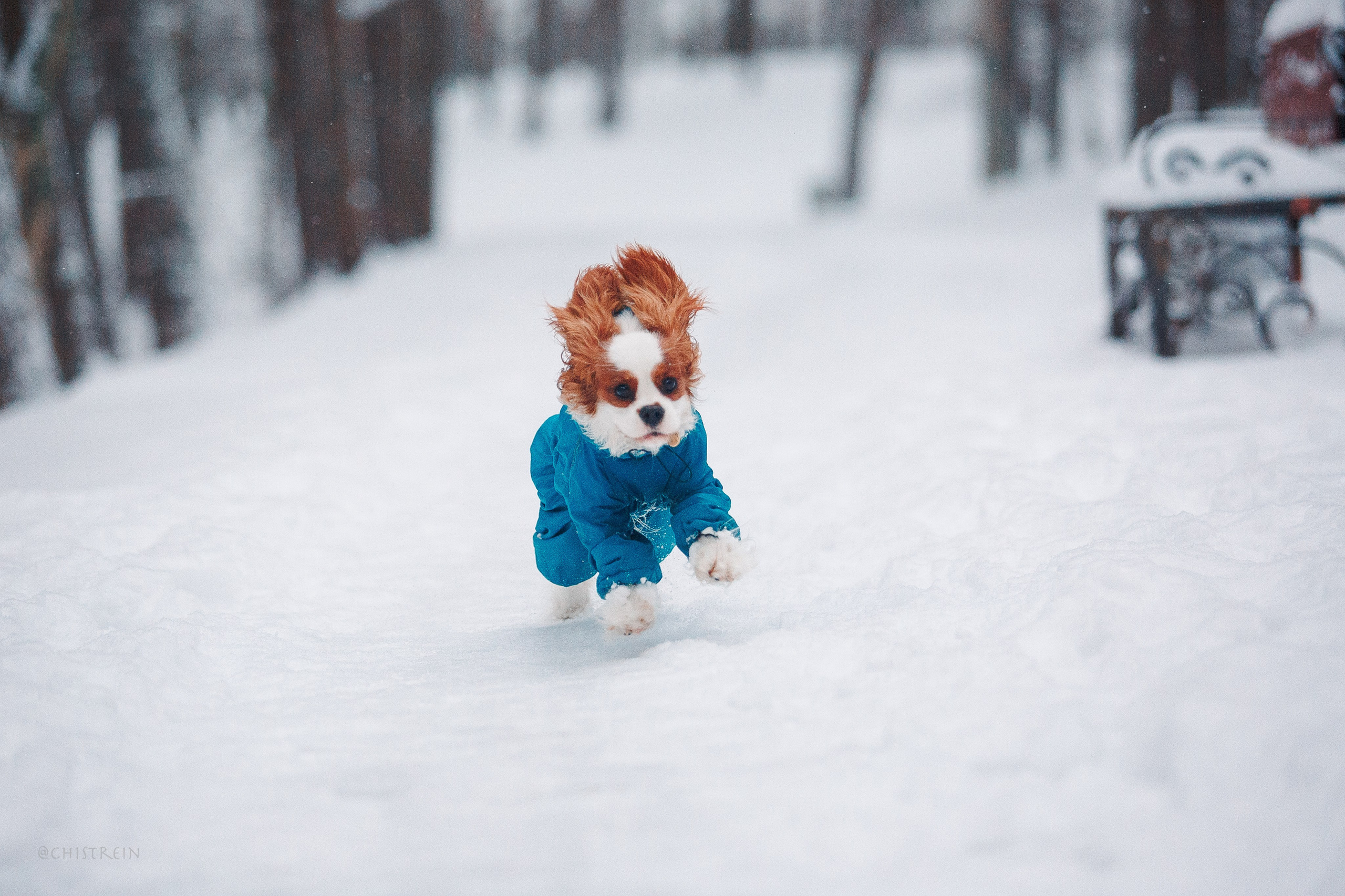 Внезапно апрельская зима. Фотограф-анималист Наталия Чистюхина в г. Сосновый Бор и ЛО