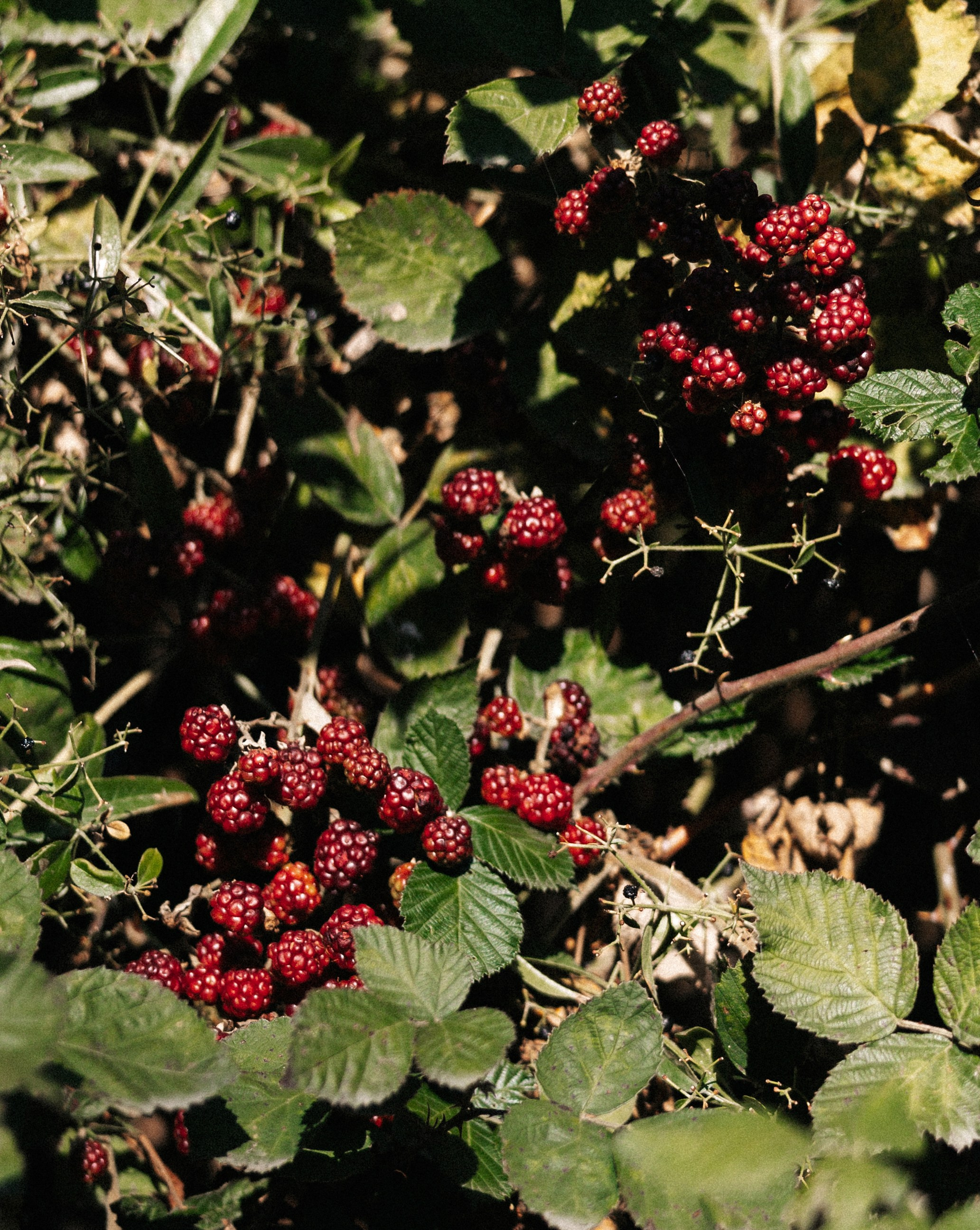 Армения. Свадебный фотограф Москва Мотеюнайте Виктория