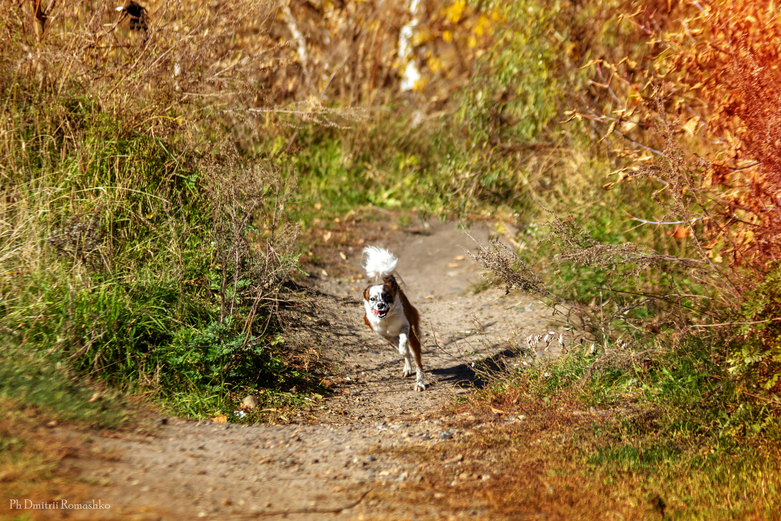 Анималистка. Фотограф Дмитрий Ромашко