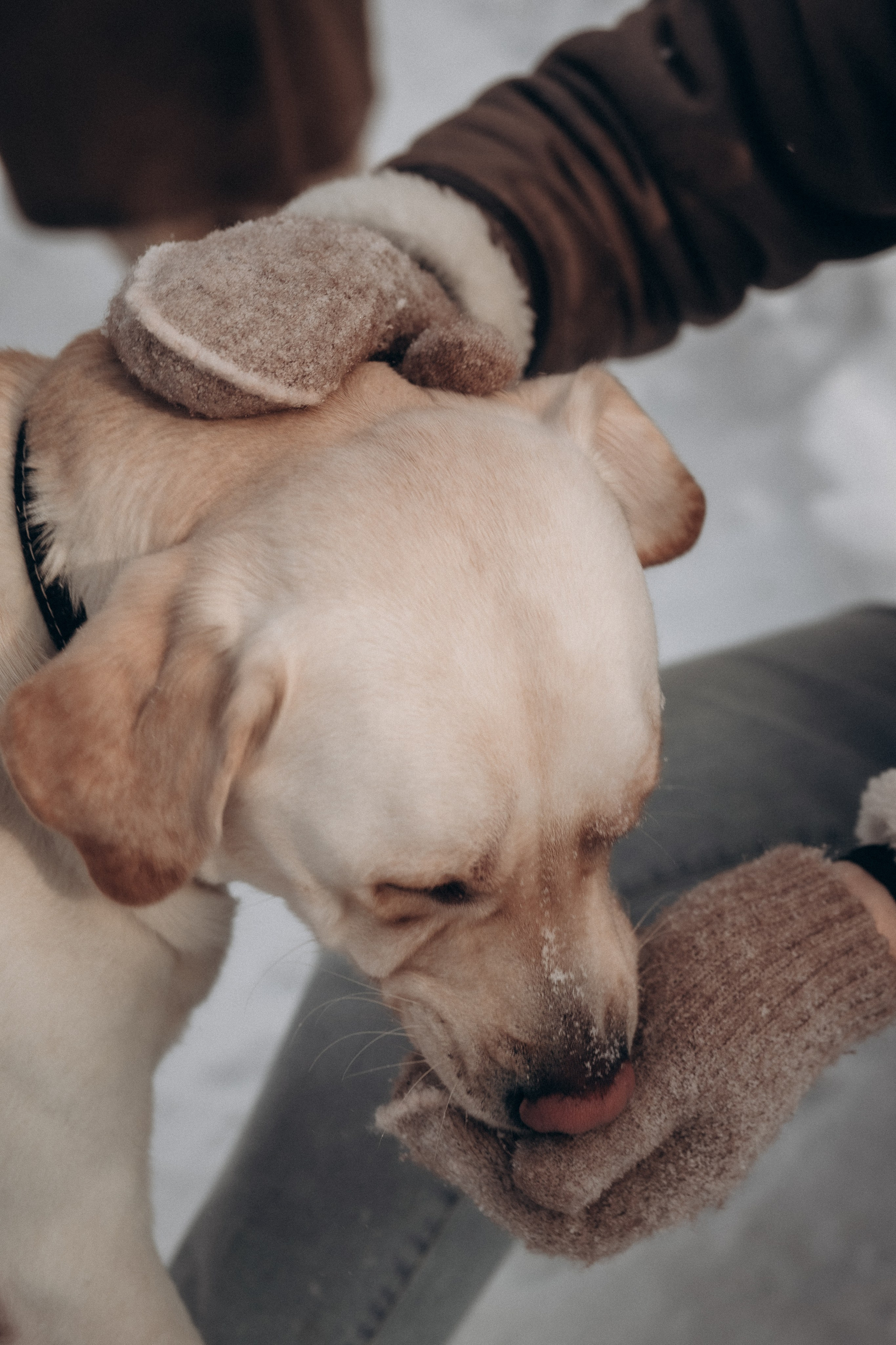Анна, Влад и Рони. Семейный фотограф в Москве Дарья Пузикова