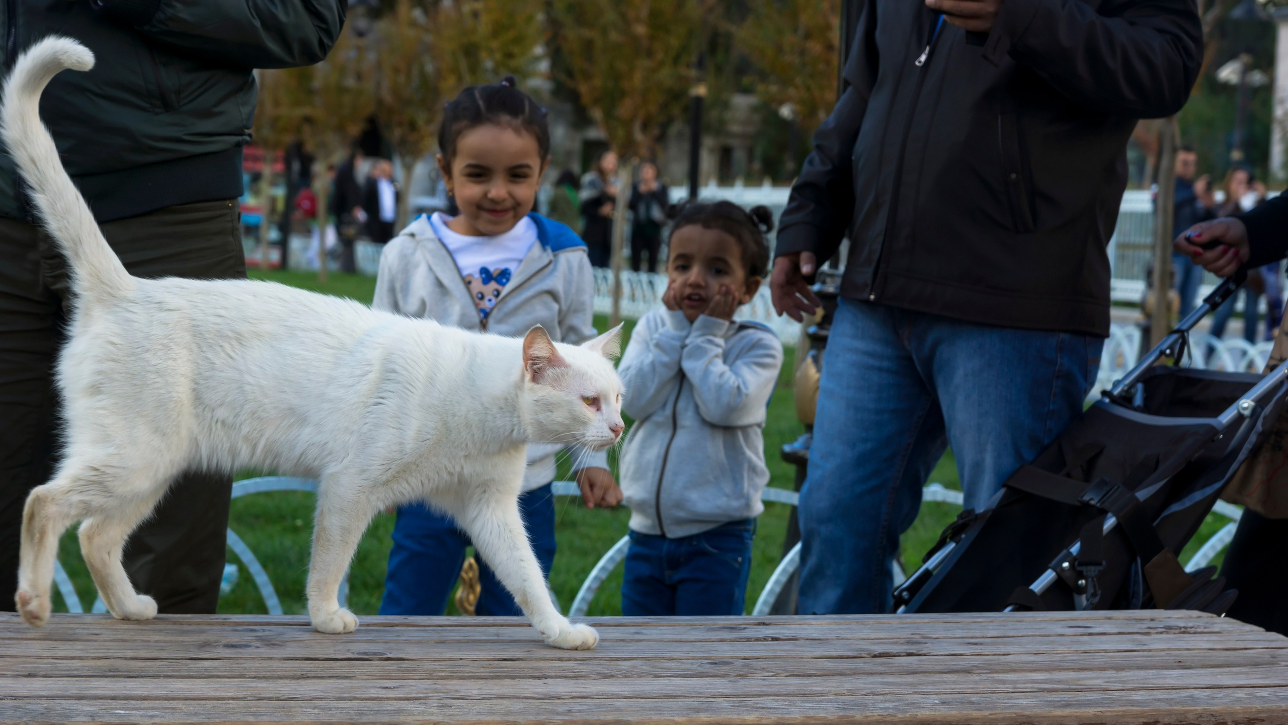 Стамбульские кошки. Фотограф-путешественник Самойлов Максим «Sly Fox»