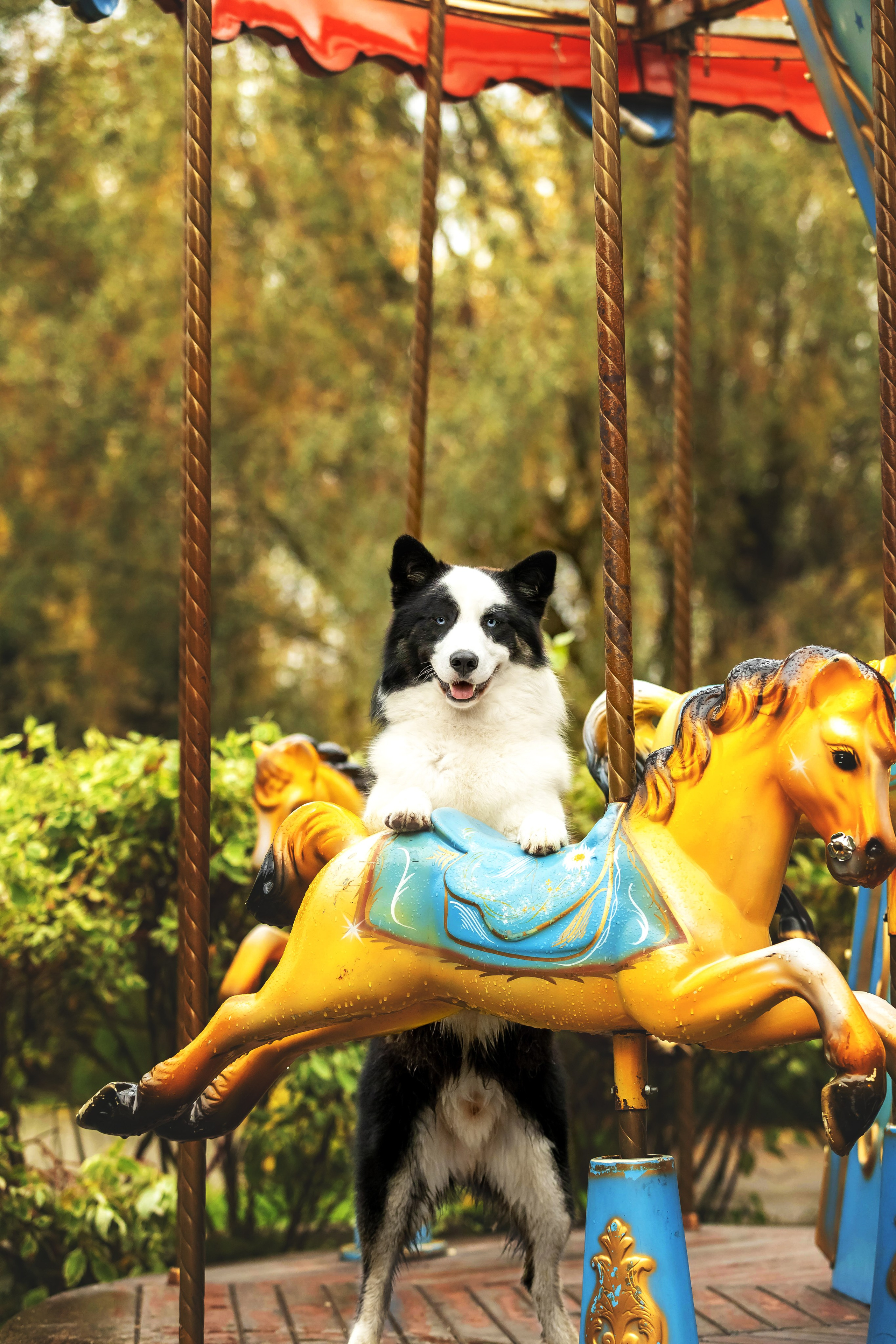 Якутская Лайка Гард. Https://moshkovaphoto.ru/