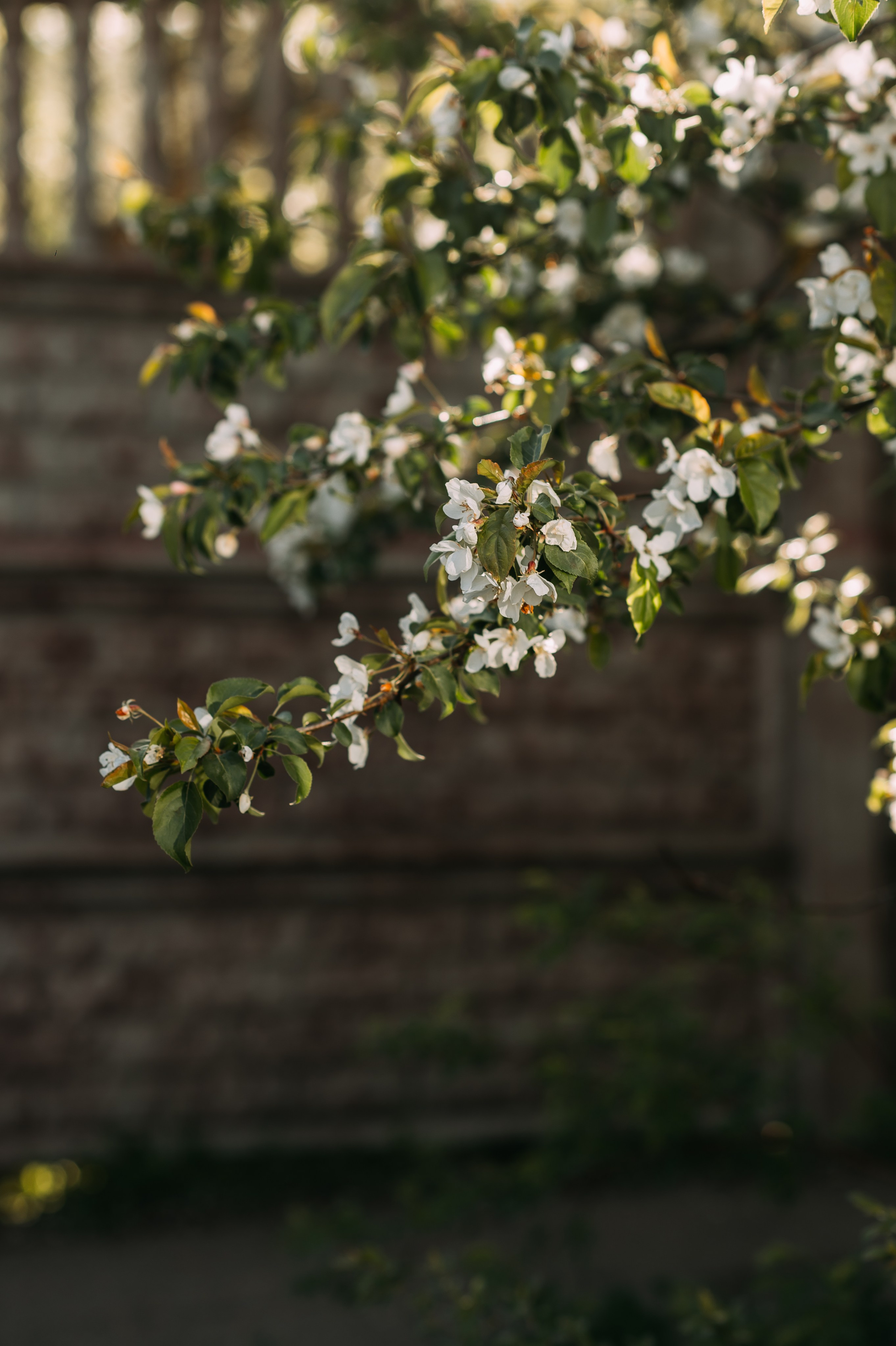 ***. Свадебный фотограф Алёна Замотаева