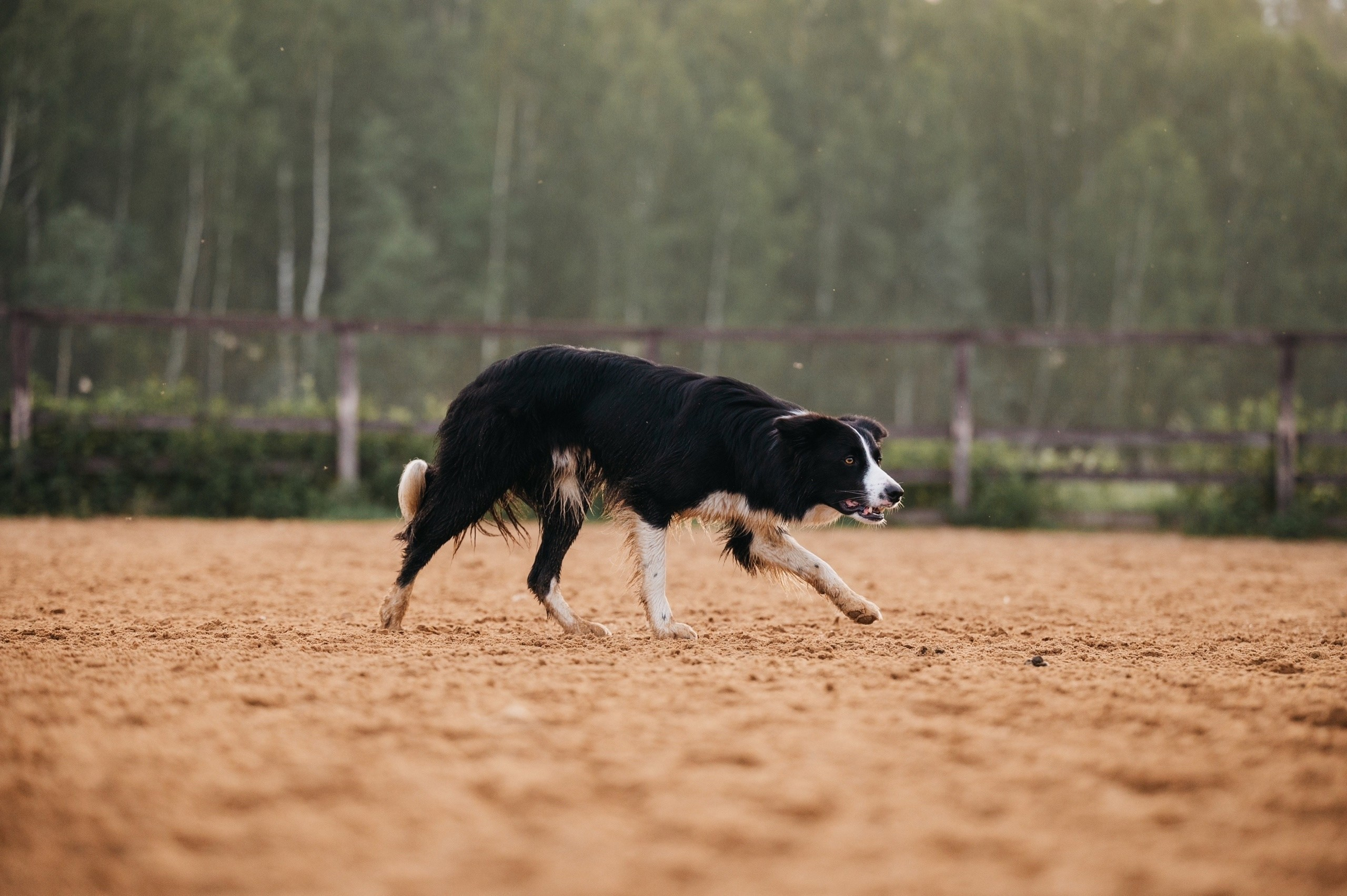 Пастьба. Семейный фотограф анималист Ананьева Мария — Москва