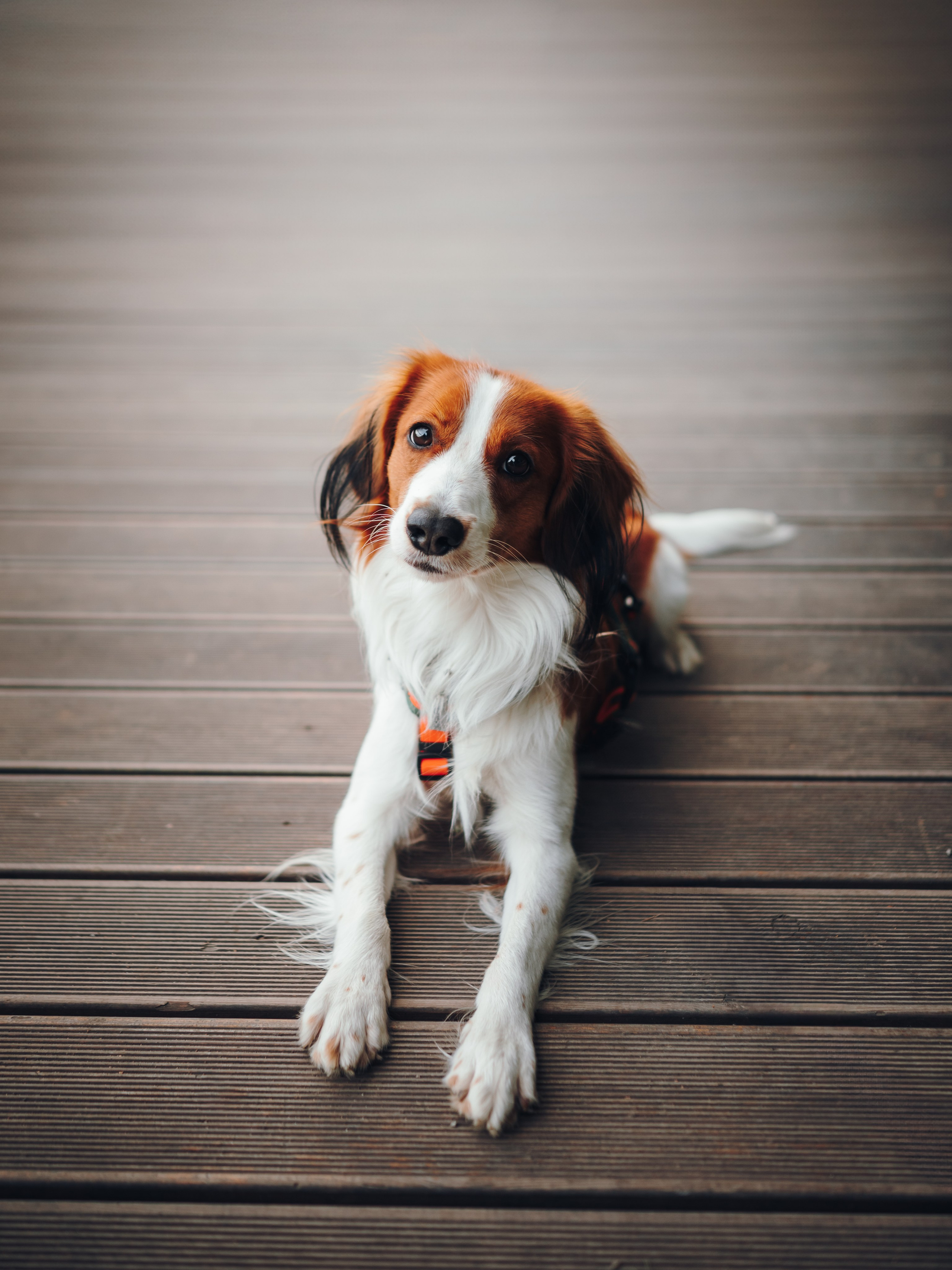 Семейная фотосессия с питомцем. Семейный фотограф анималист Ананьева Мария — Москва