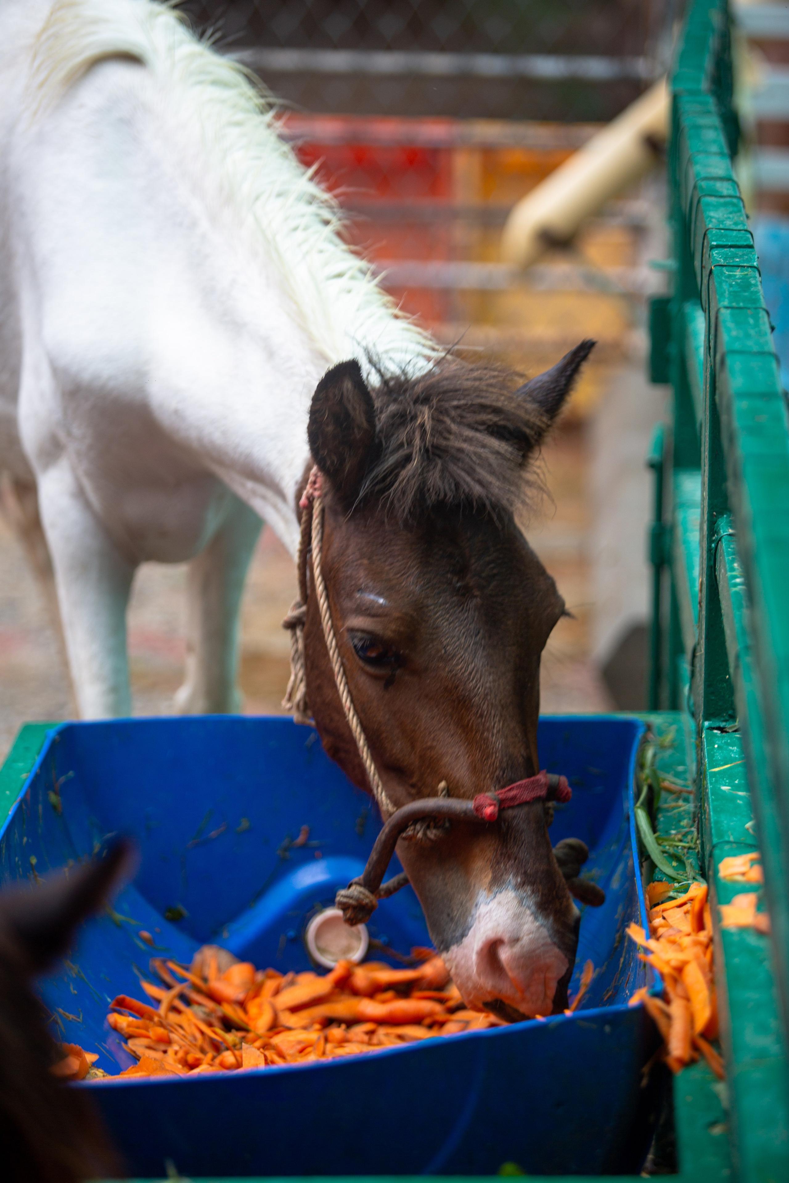 Samut Prakan Crocodile Farm & Zoo. Photographer Sonkina Tatiana (Tanya Ash)