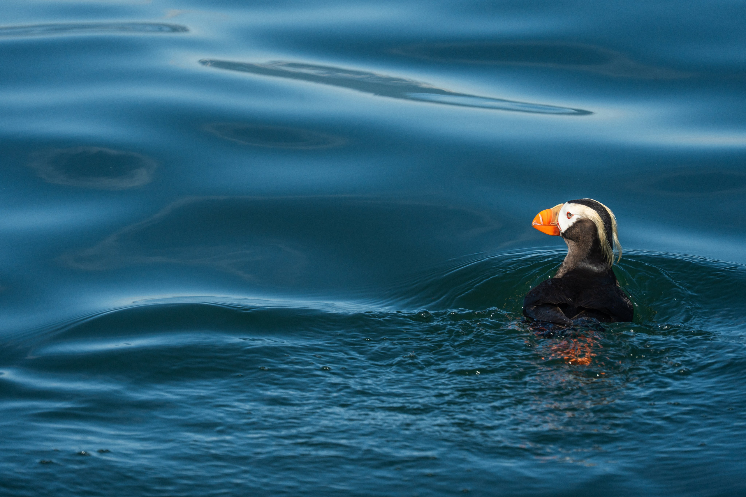 Анималистика. Gusarov Travel Photography