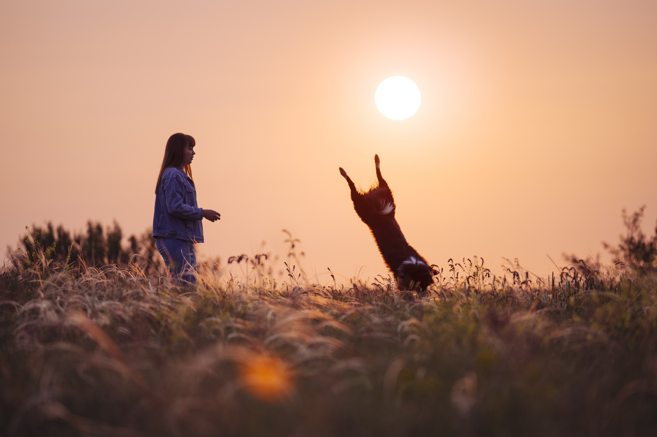 Прогулка на рассвете с бордер-колли. Фотограф в Ростове —на — Дону