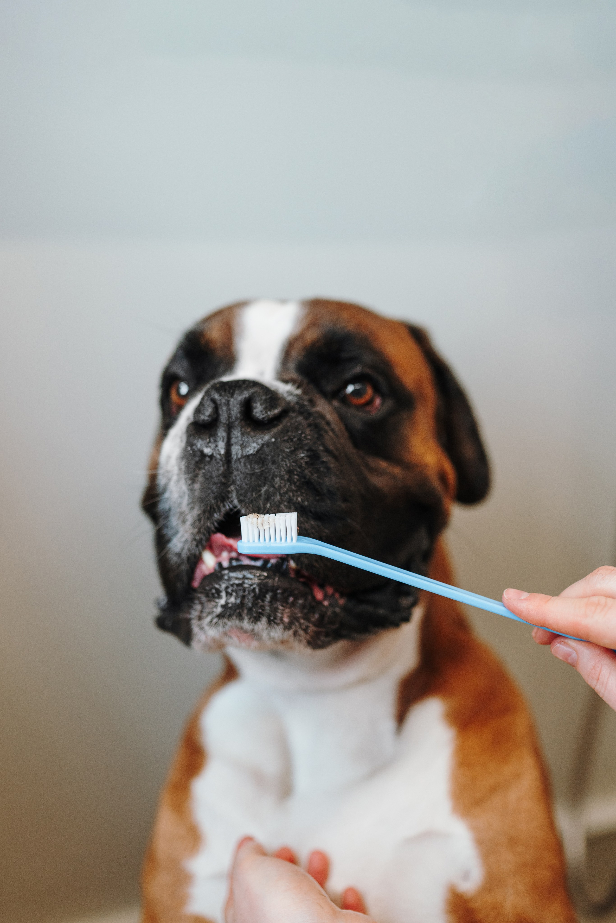 Груминг-салон. Фотограф анималист Осипчикова Мария