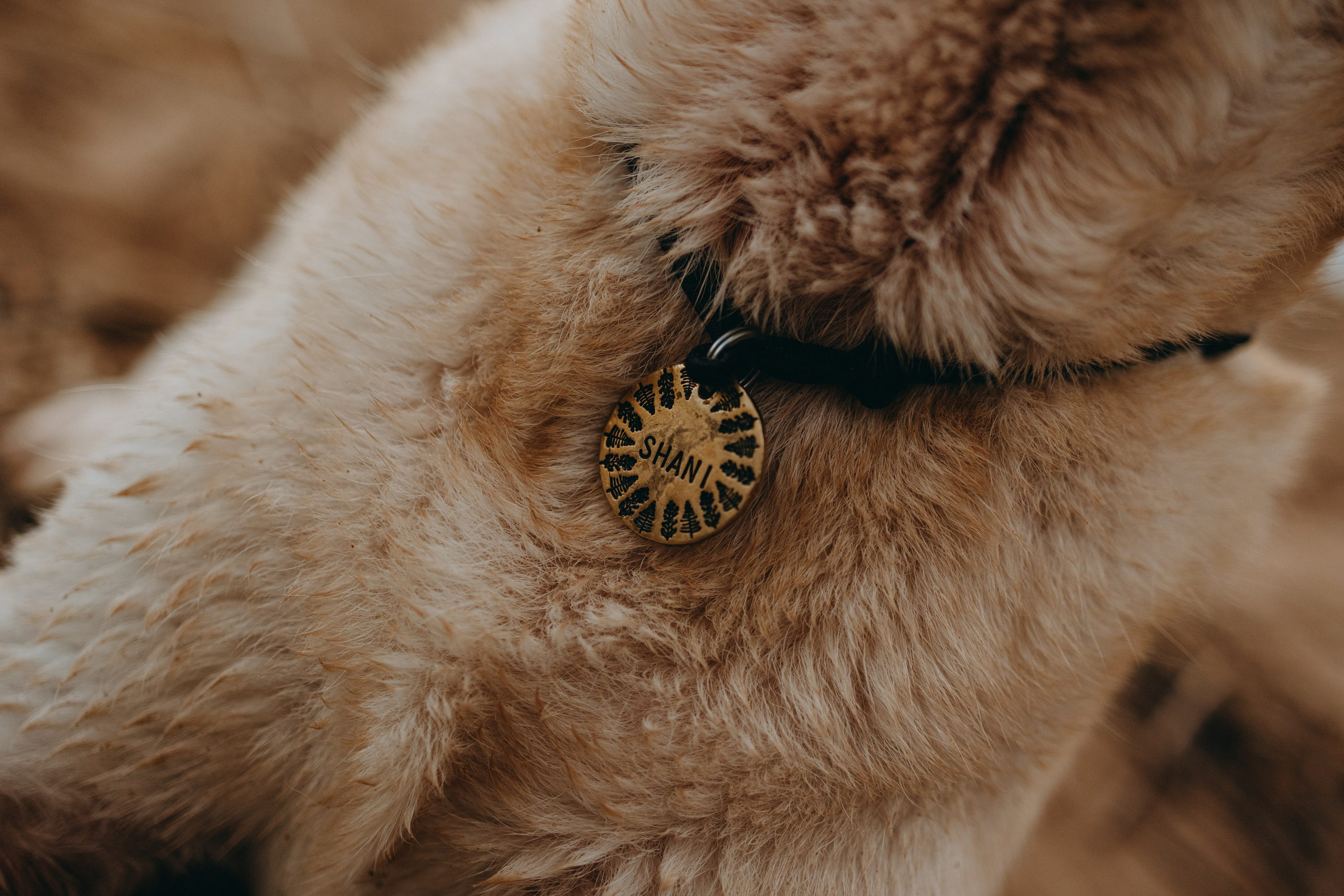 Наташа и Шани. Фотограф — Анималист | Санкт-Петербург