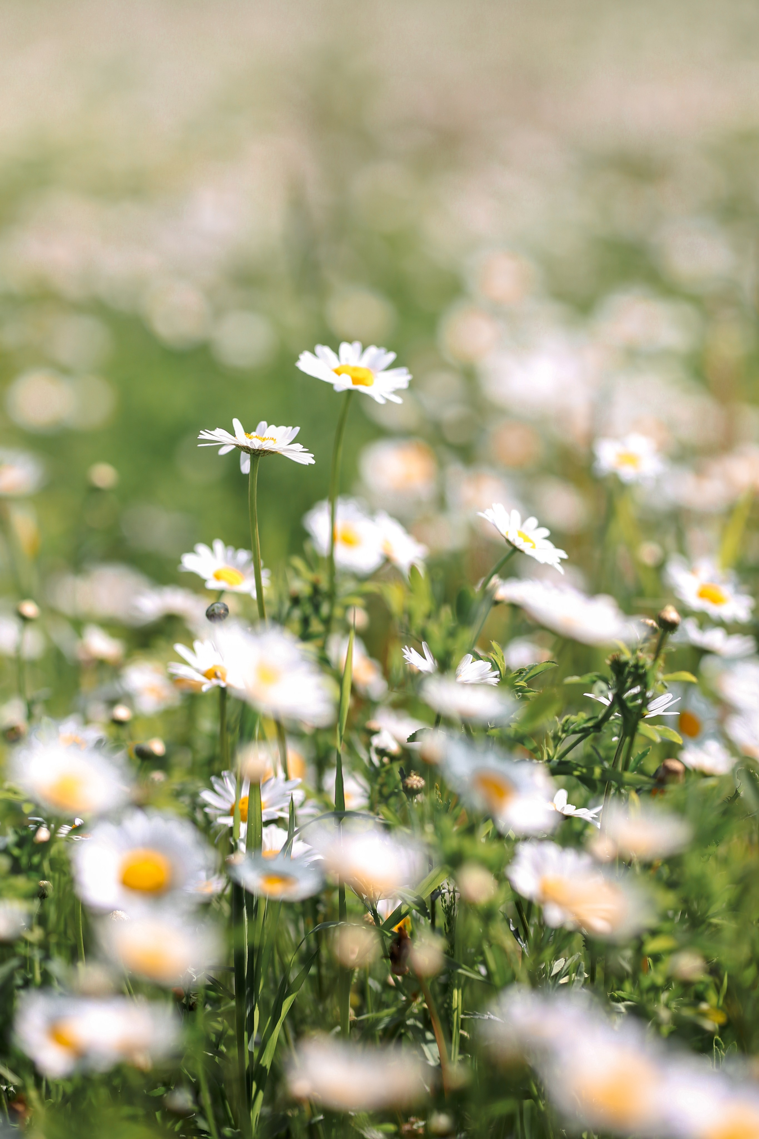 Ромашковое поле. Фотограф Анастасия Залевская